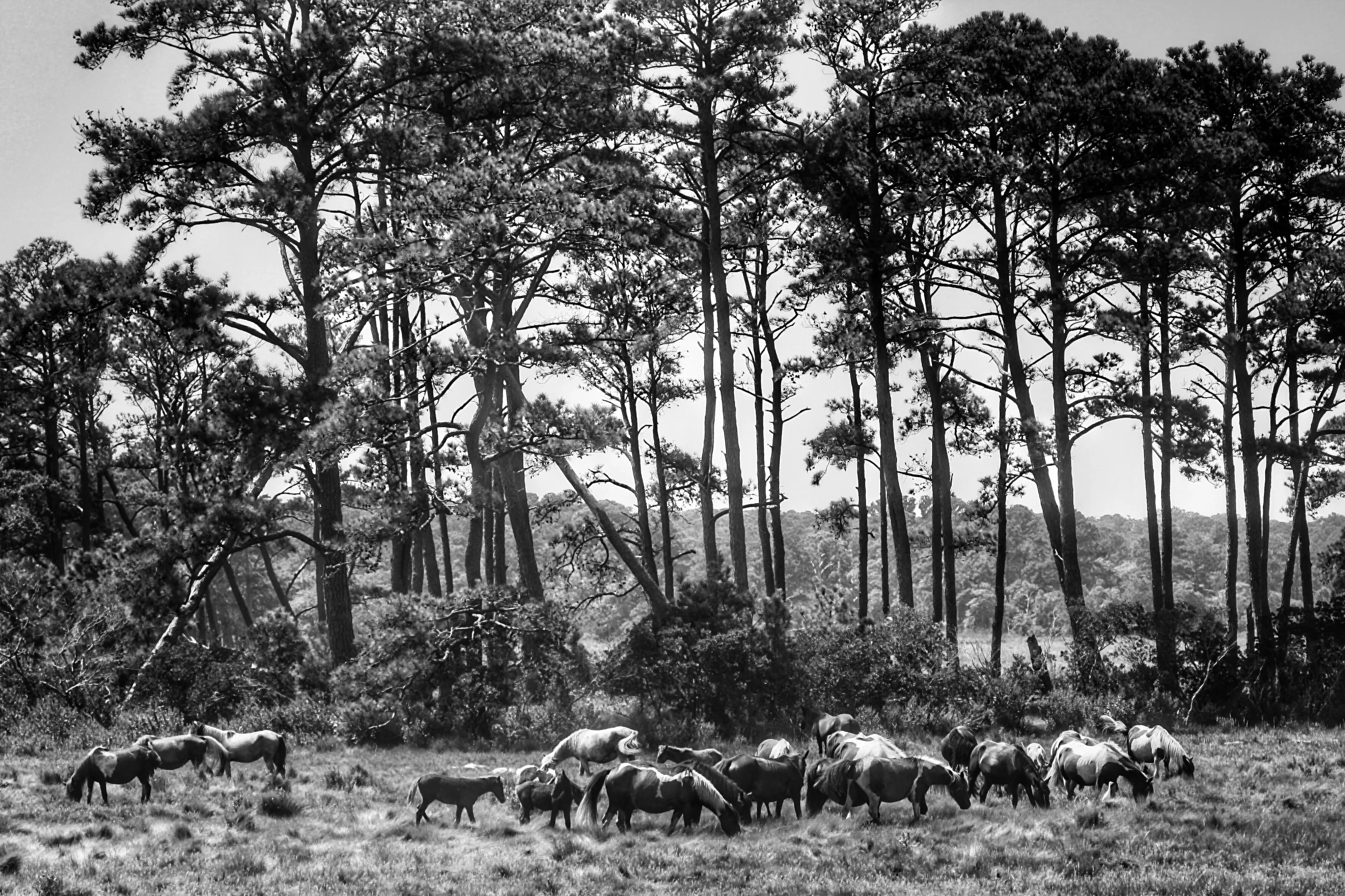 Assateague Island Horses in Black & White