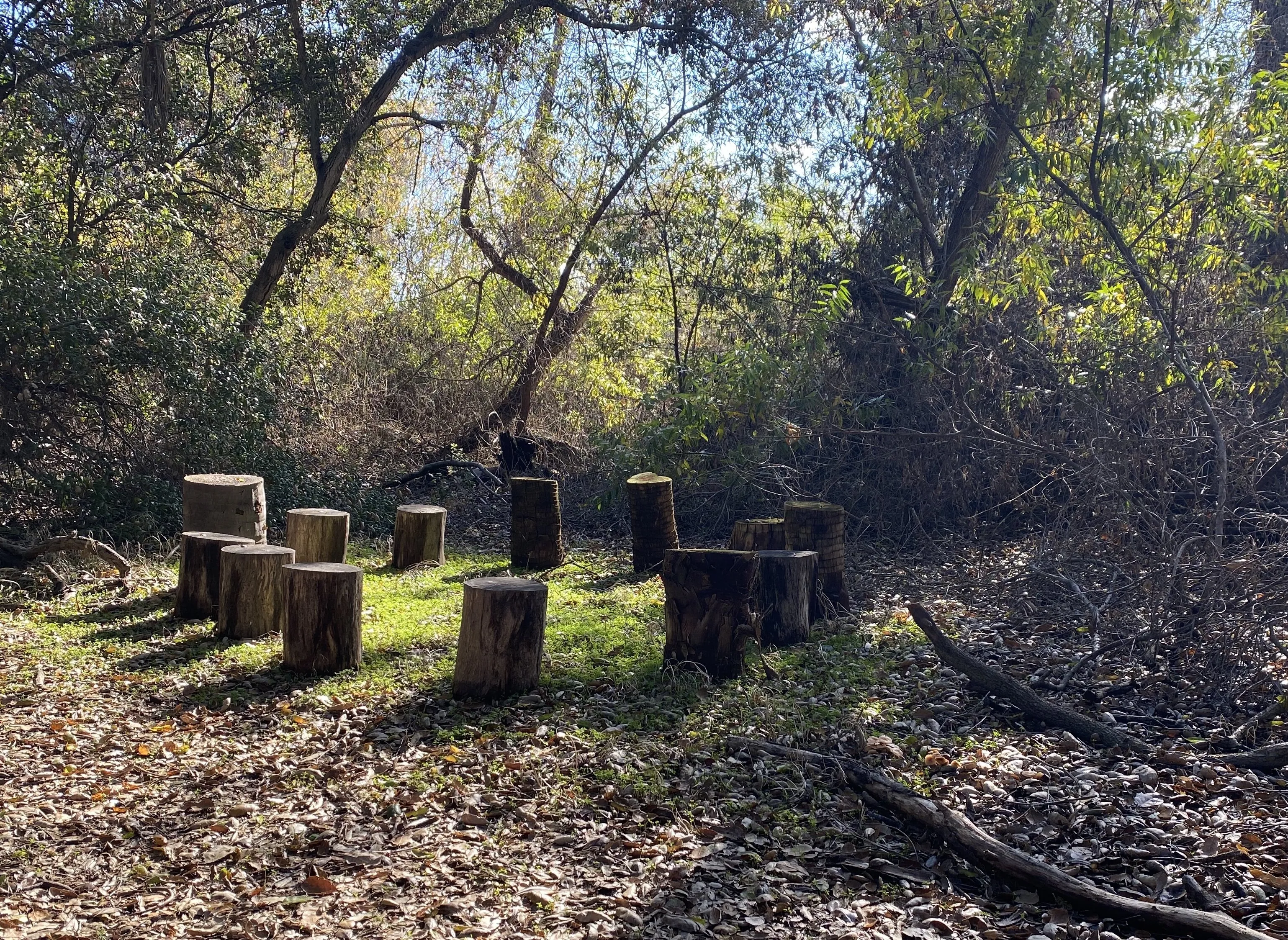 Log Seats in the Woods