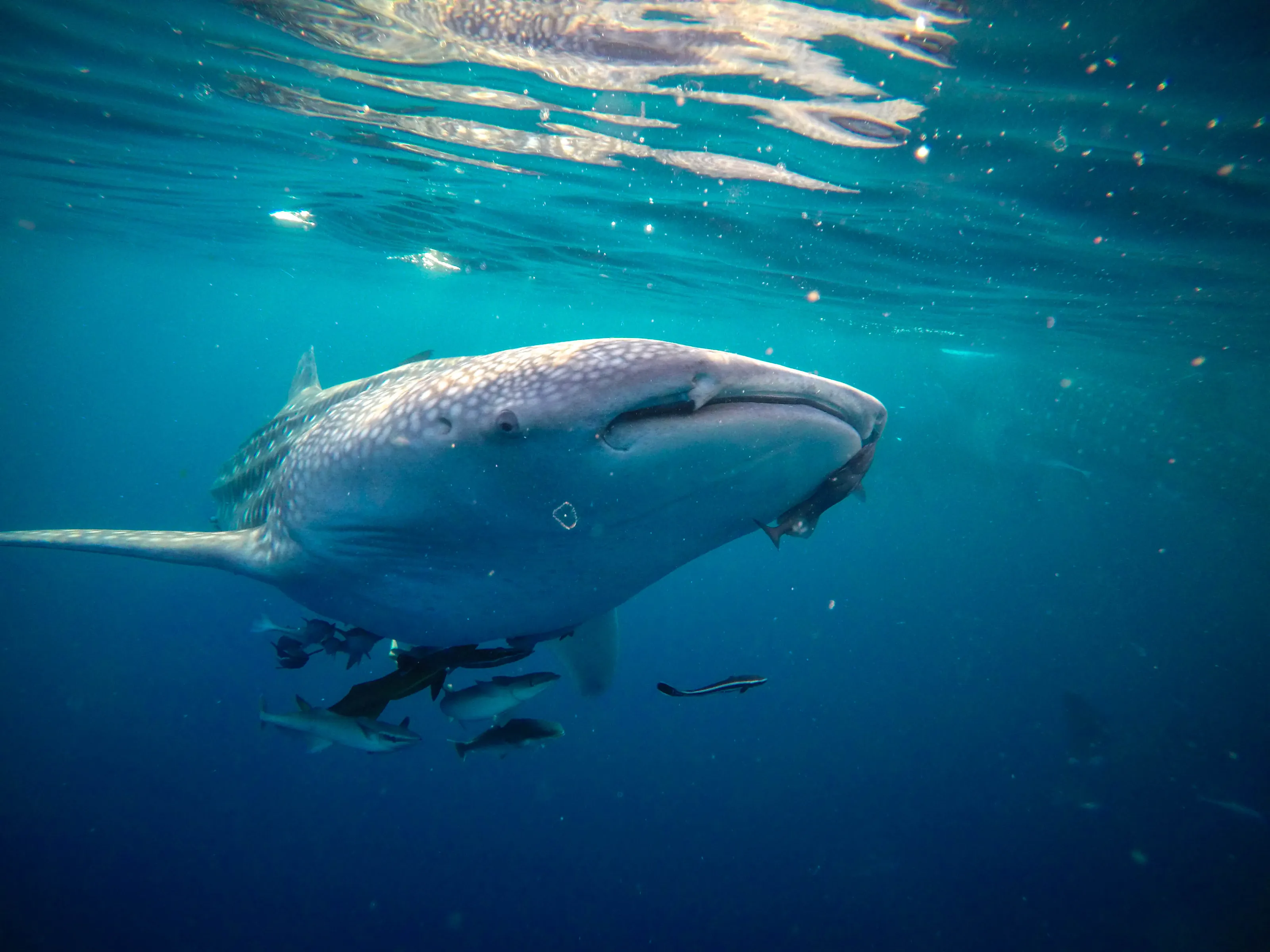 whale shark in taliyyasan