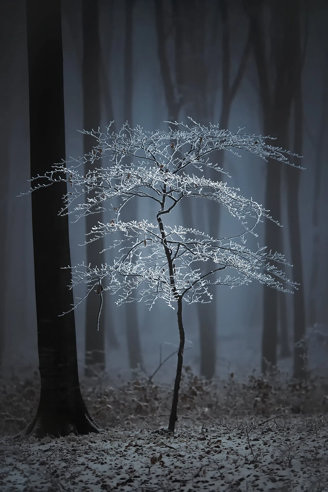 Luminescent