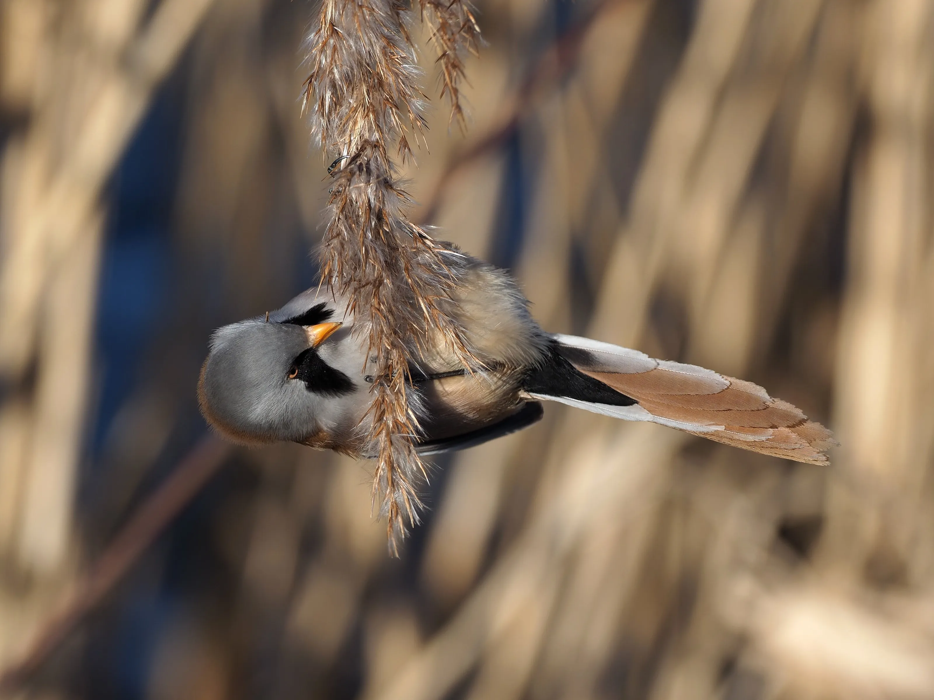 Hanging about.