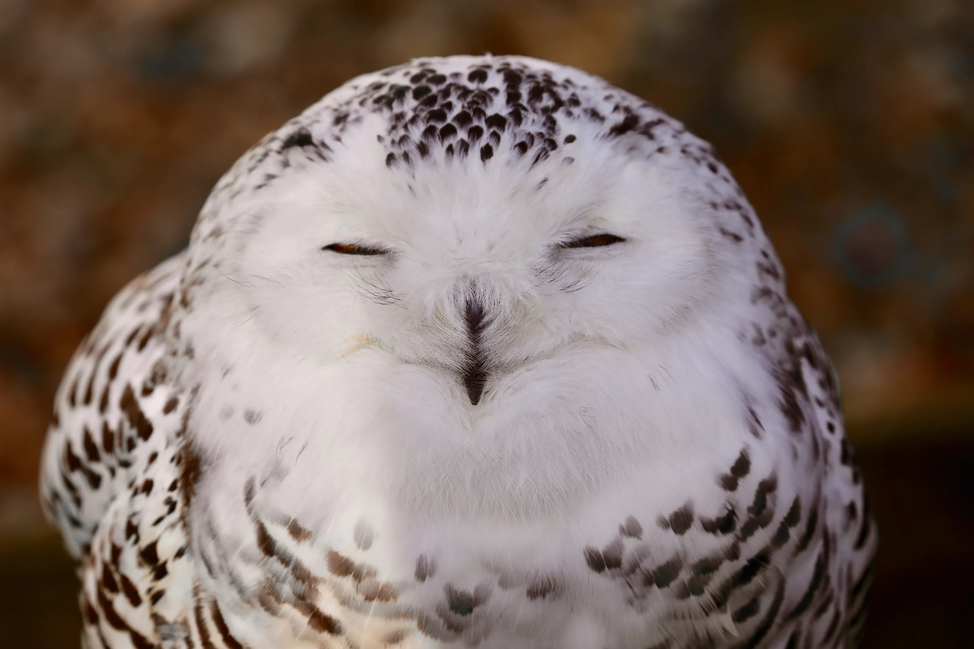The smiling owl