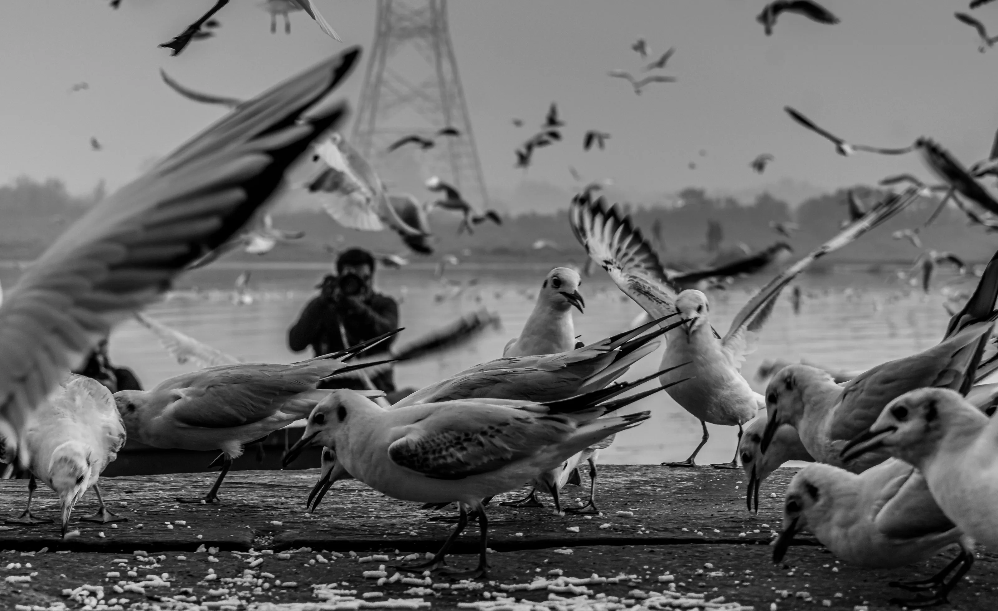 SEAGULLS V/S PHOTOGRAPHERS.