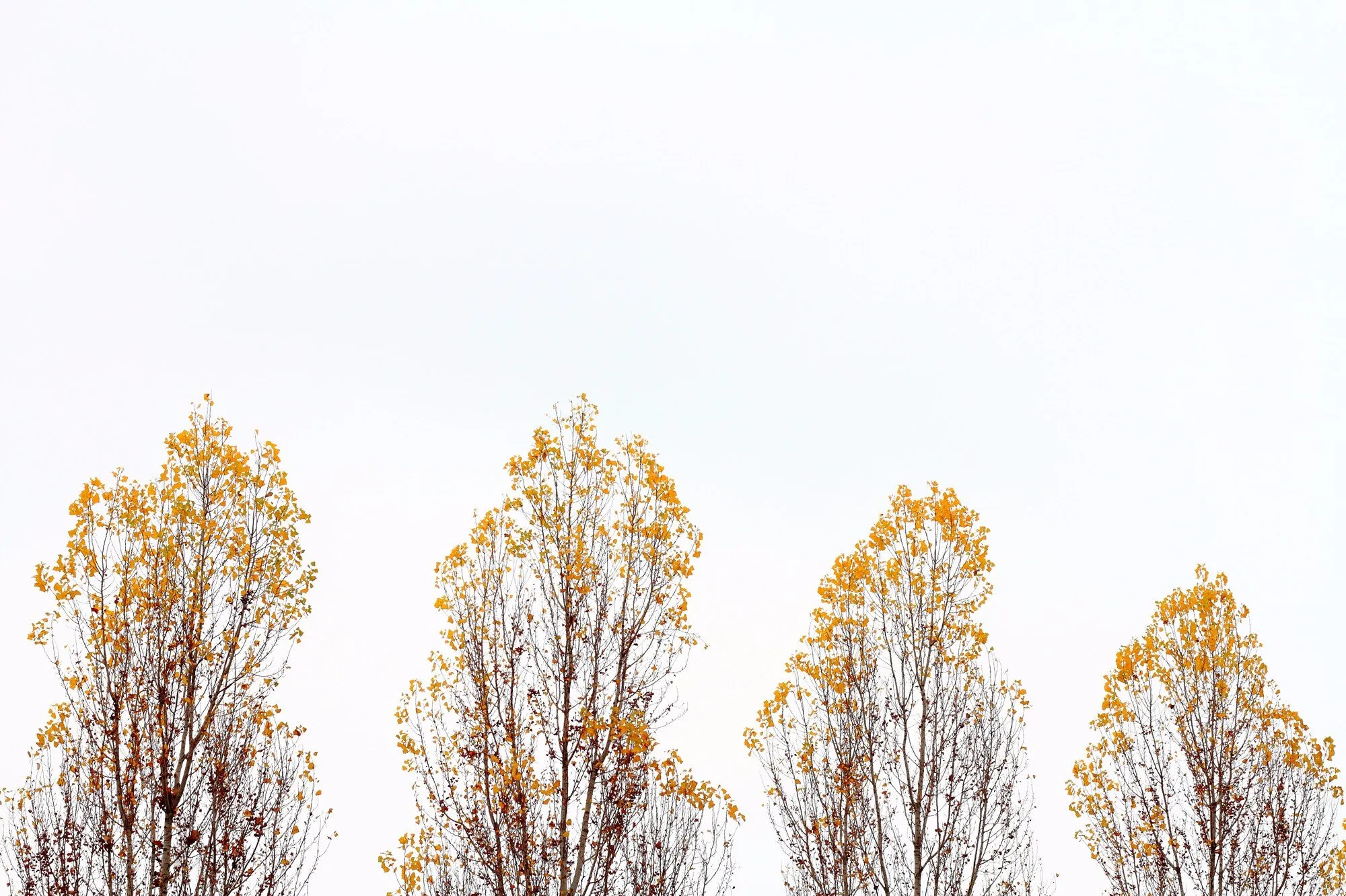 Autumn Trees