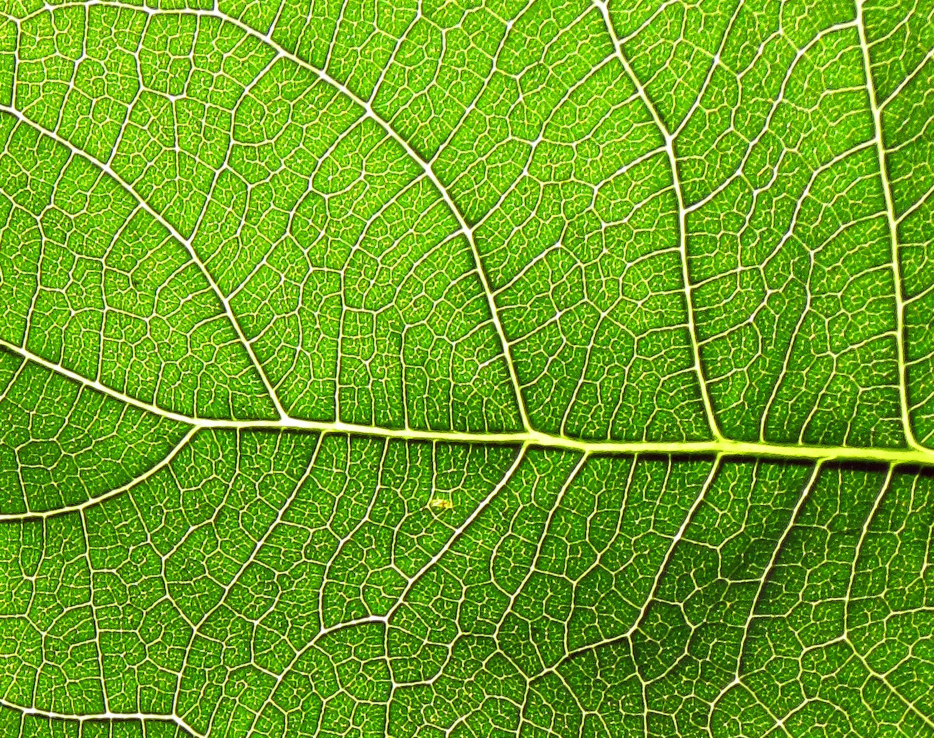 Fig Leaf Close-up