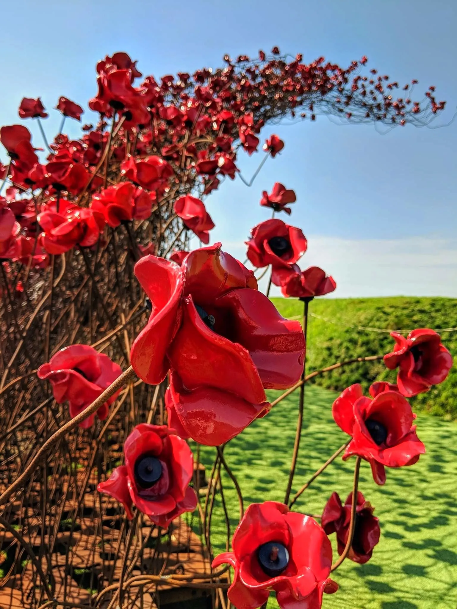 Poppies: Wave