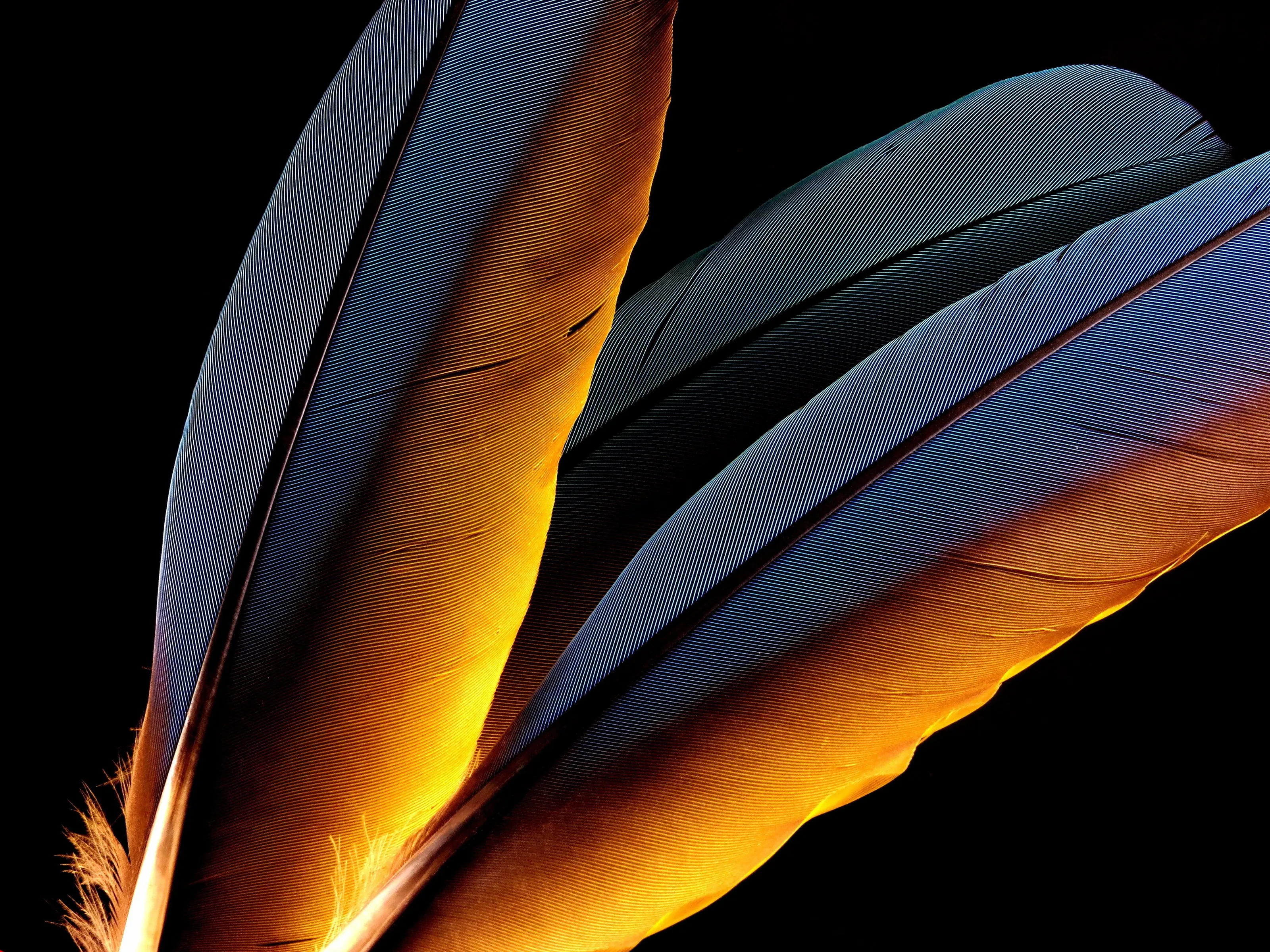 Feather composition