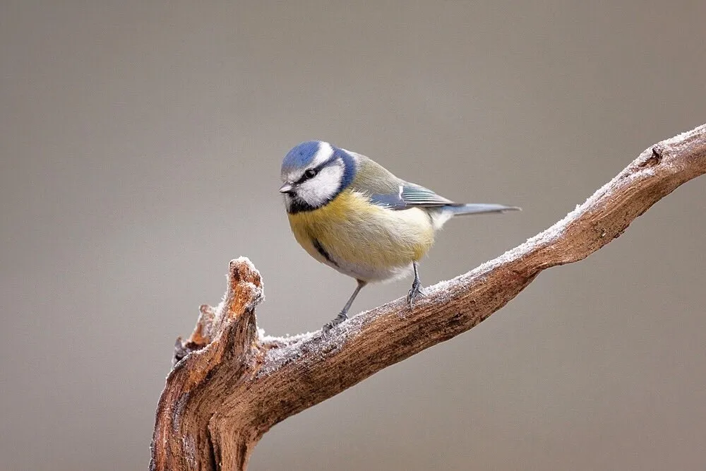 Blue tit.