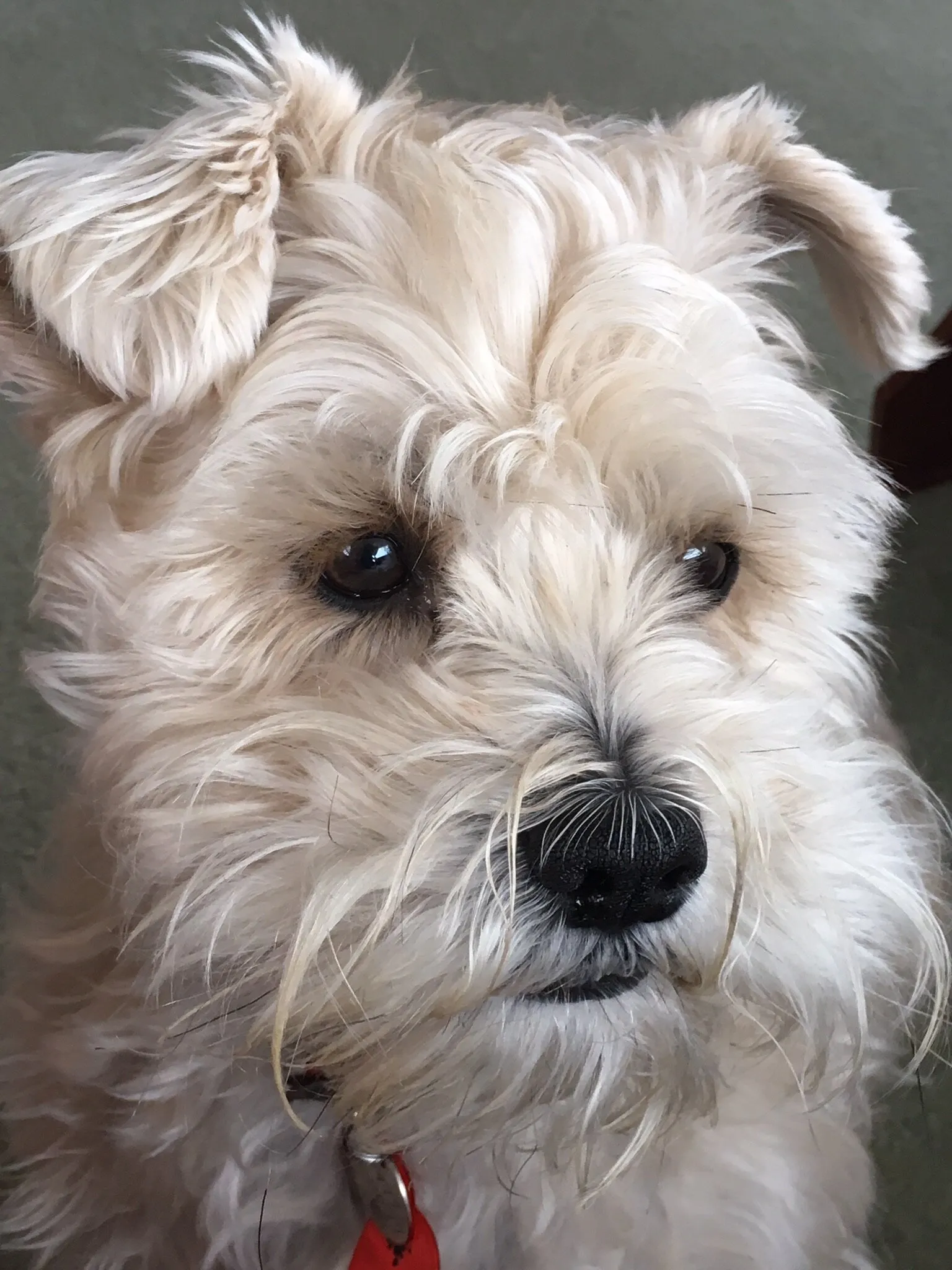 Cobbie