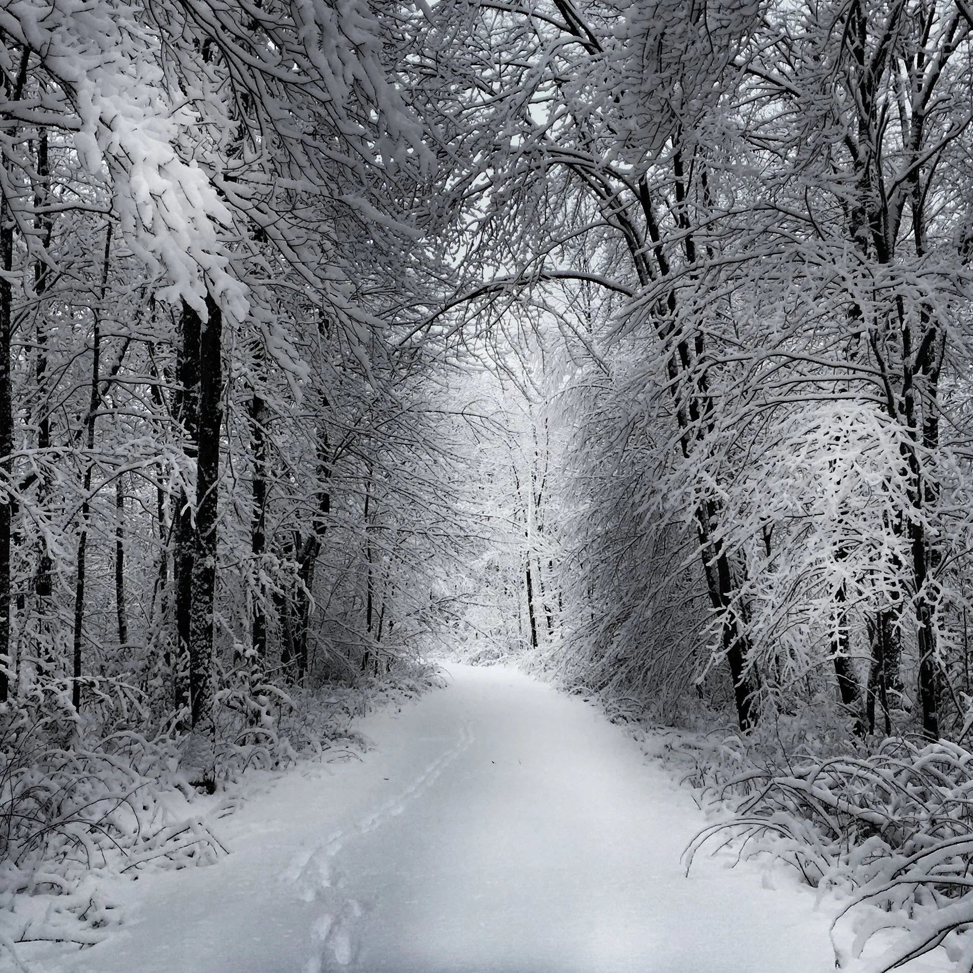Deep woods