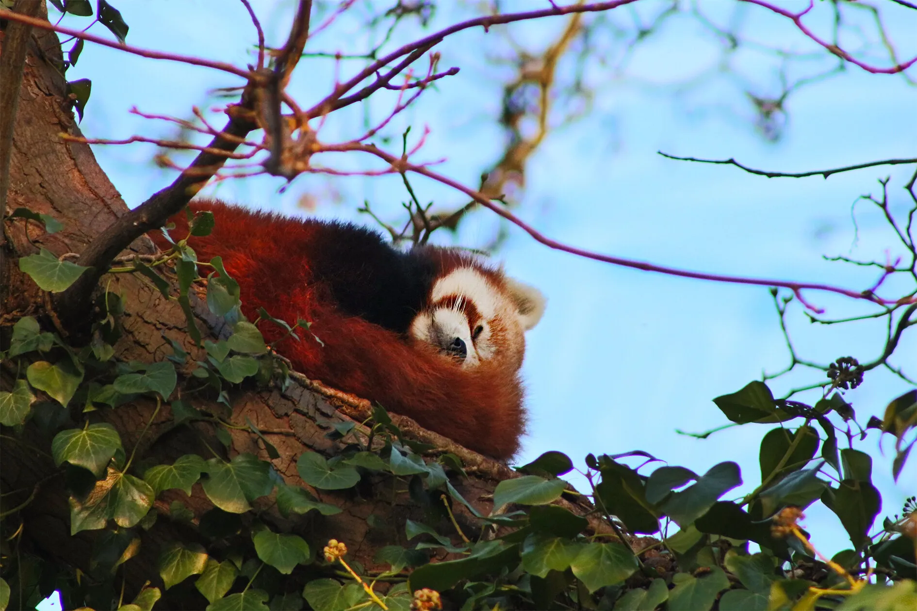 Red Panda Napping