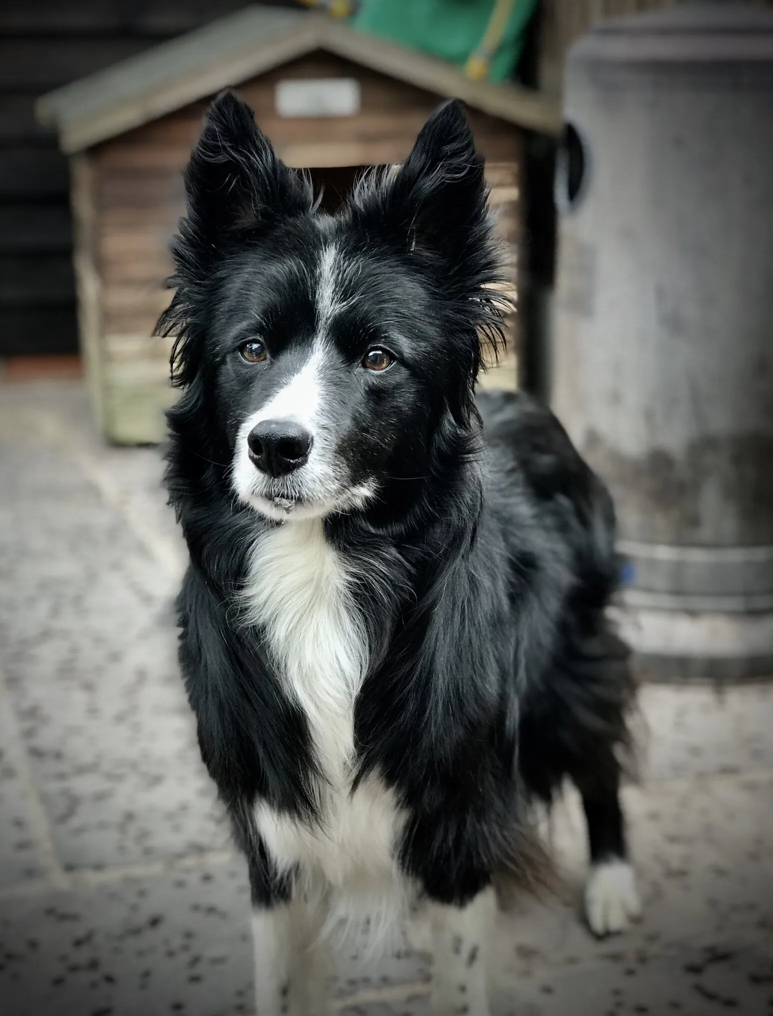 Cassie Rosewood. Border Collie
