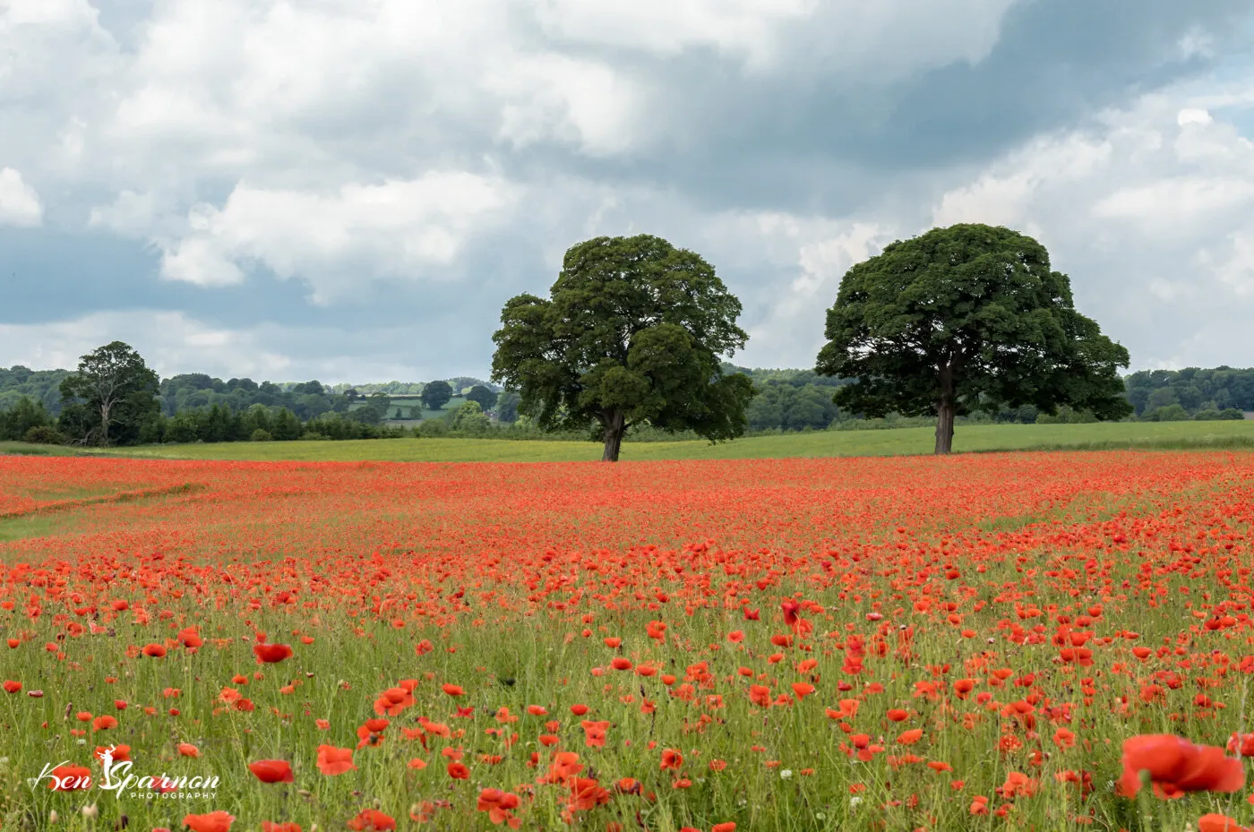 Aydon Castle Poppies
