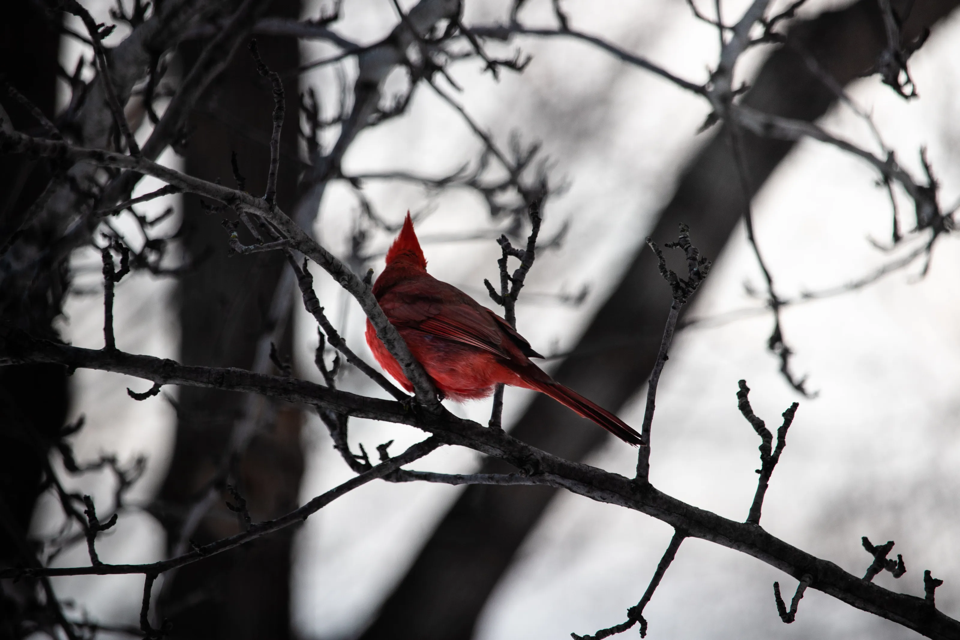 Shy Northern Cardinal
