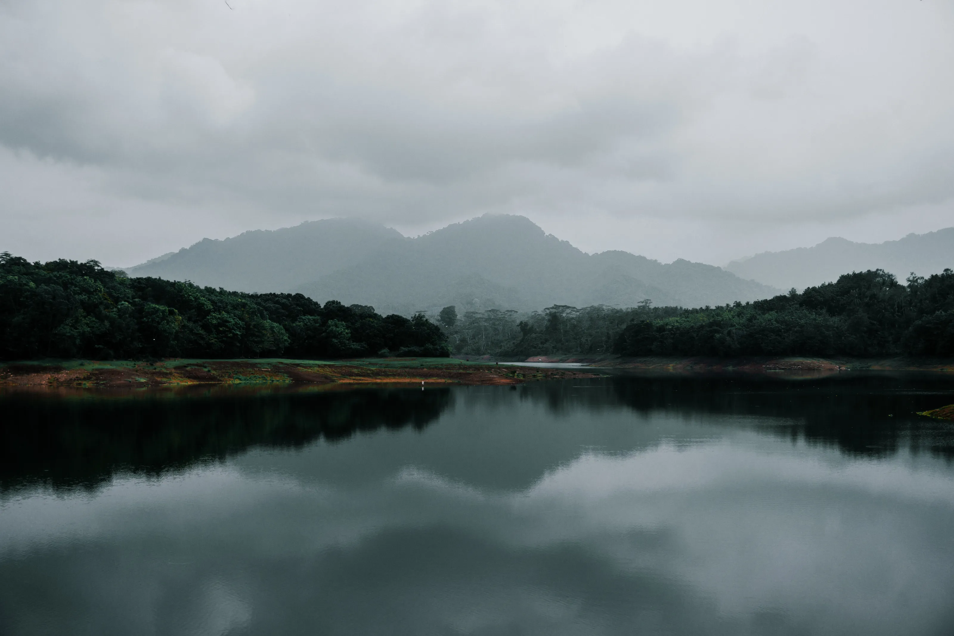 Rain Forrest.