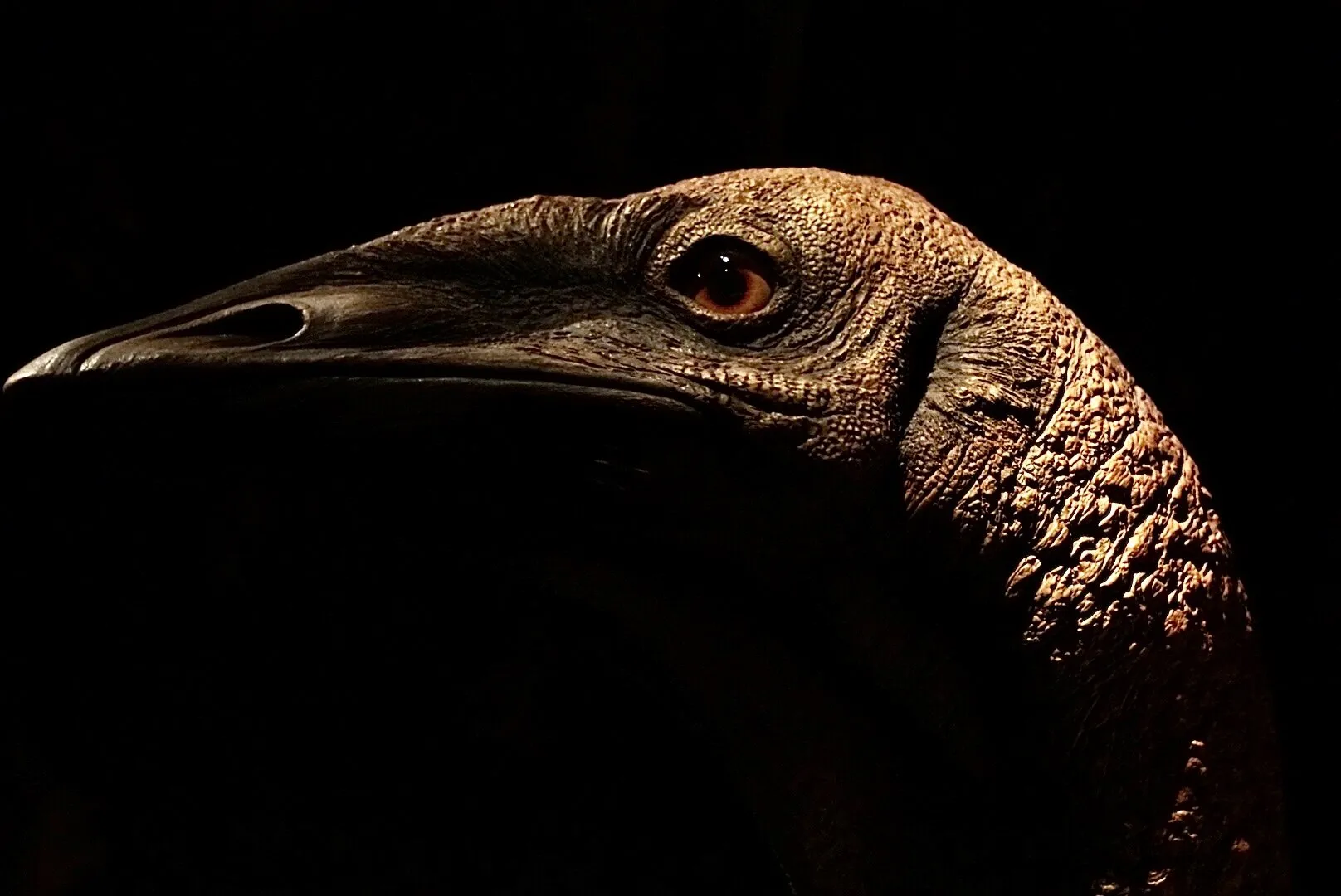 Extinct  bird