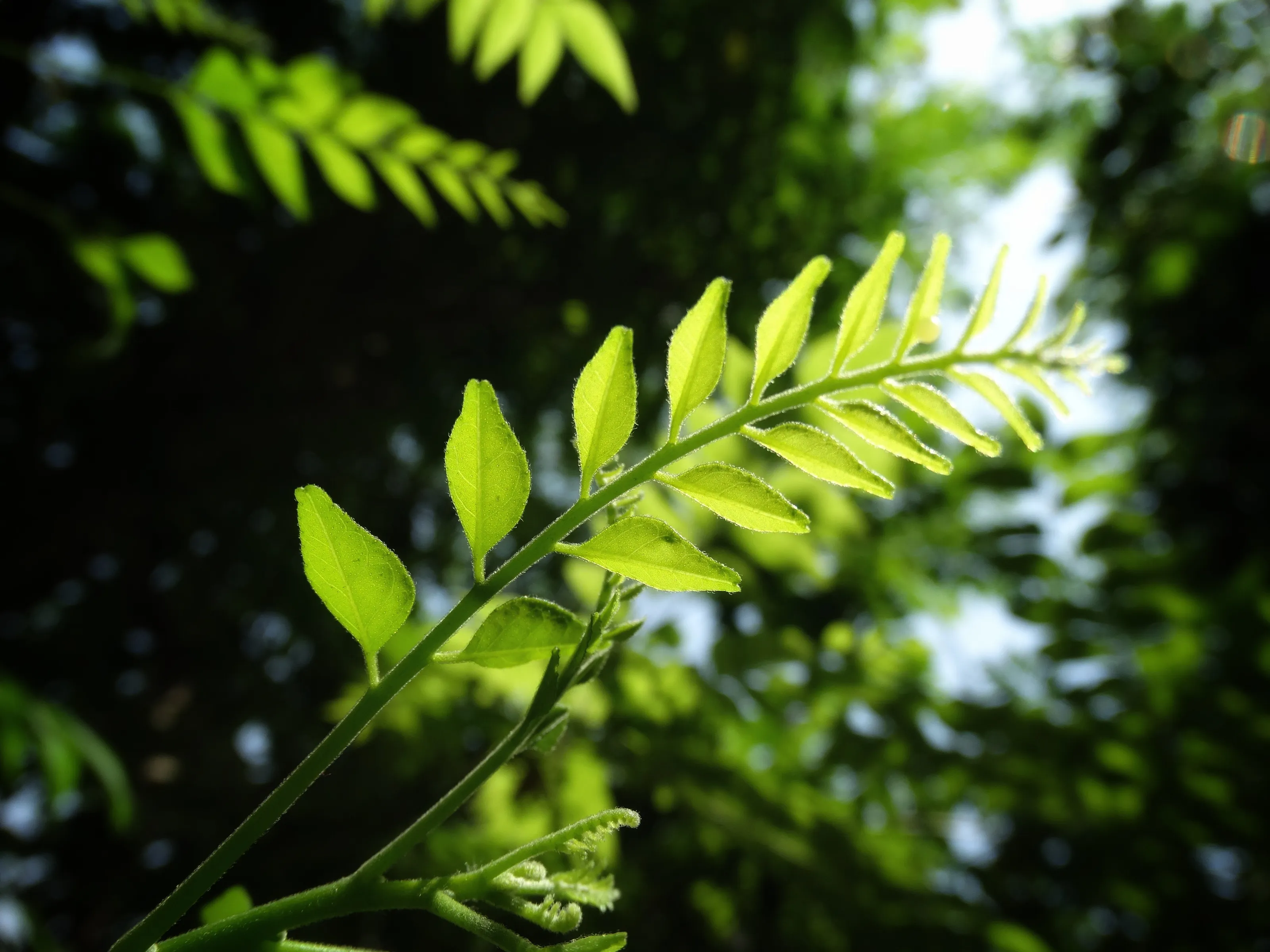 Leaf
