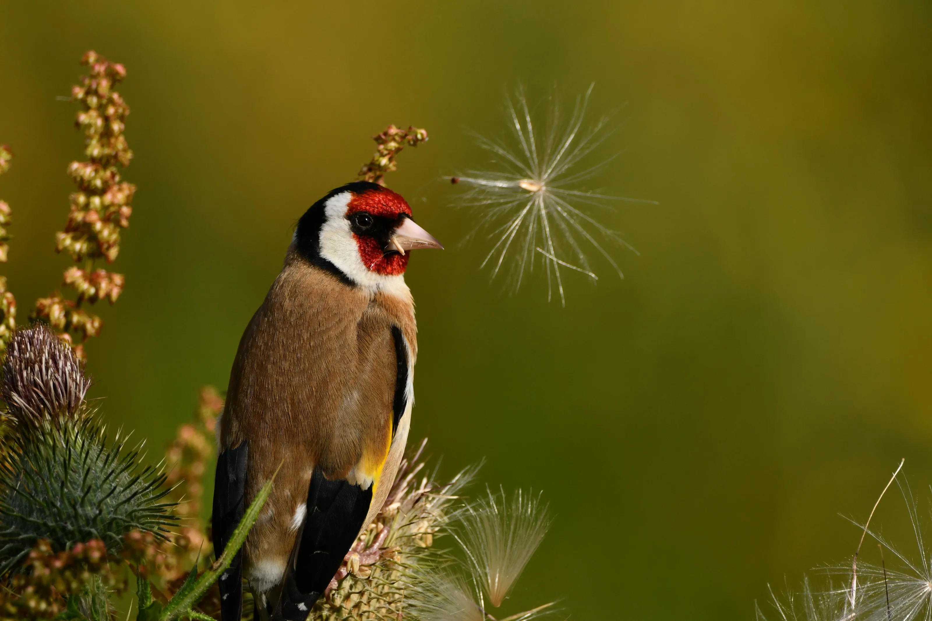 Feeding time at the Thistle