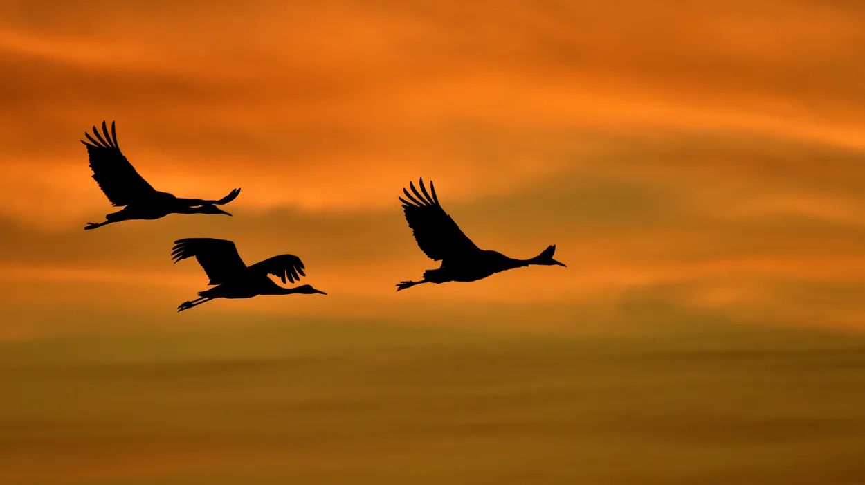 Entry 5521598