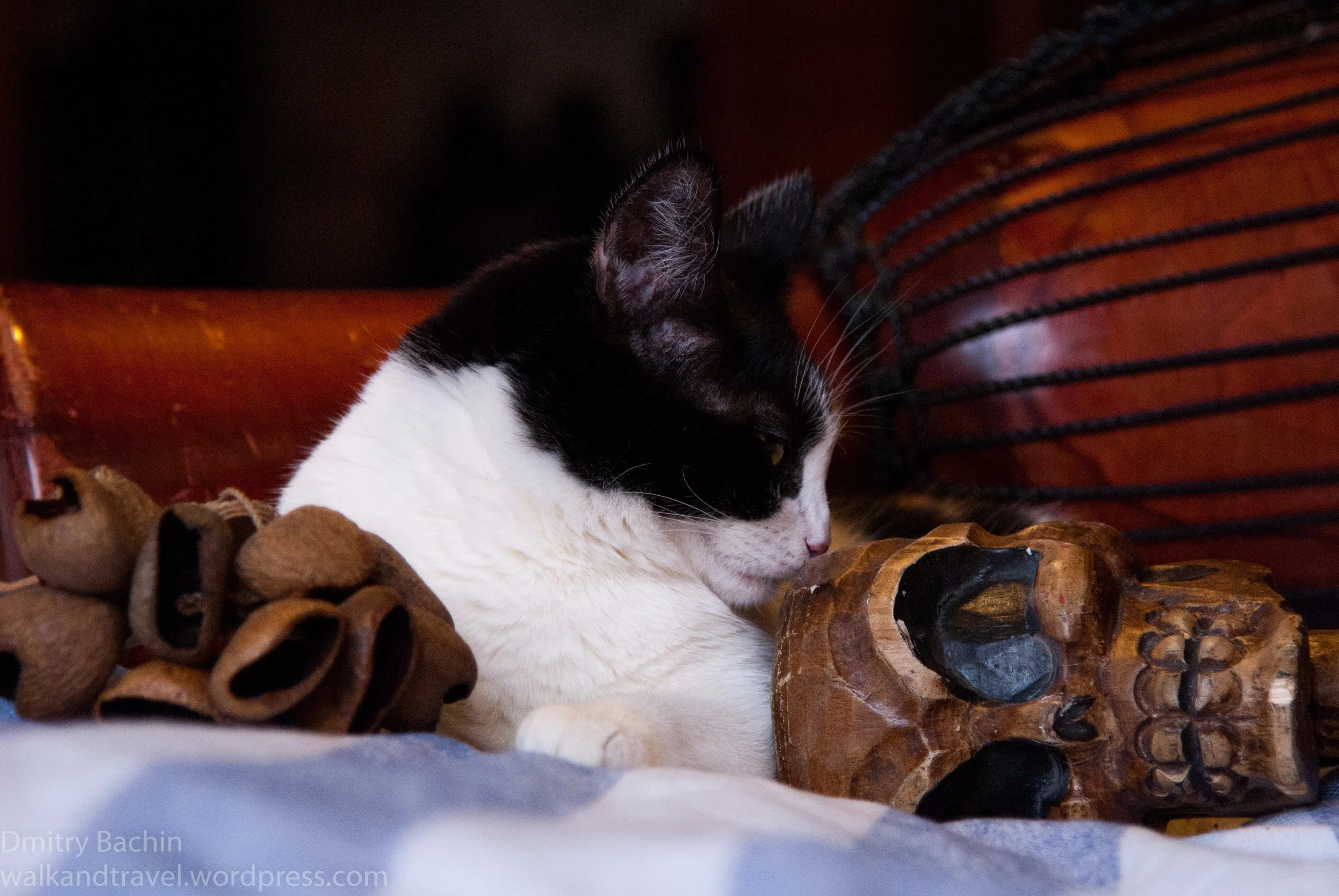 The cat still life