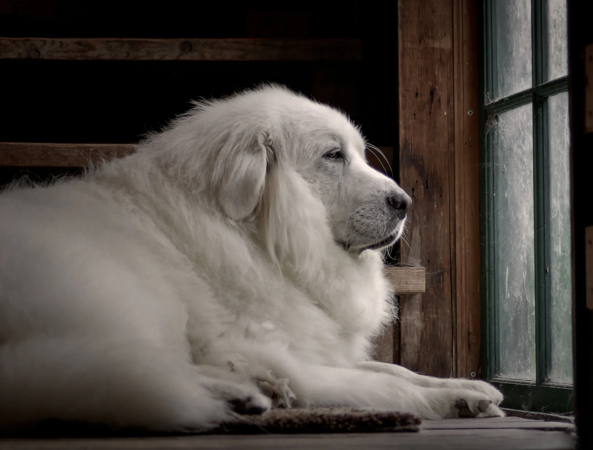 Galena The Greeter...