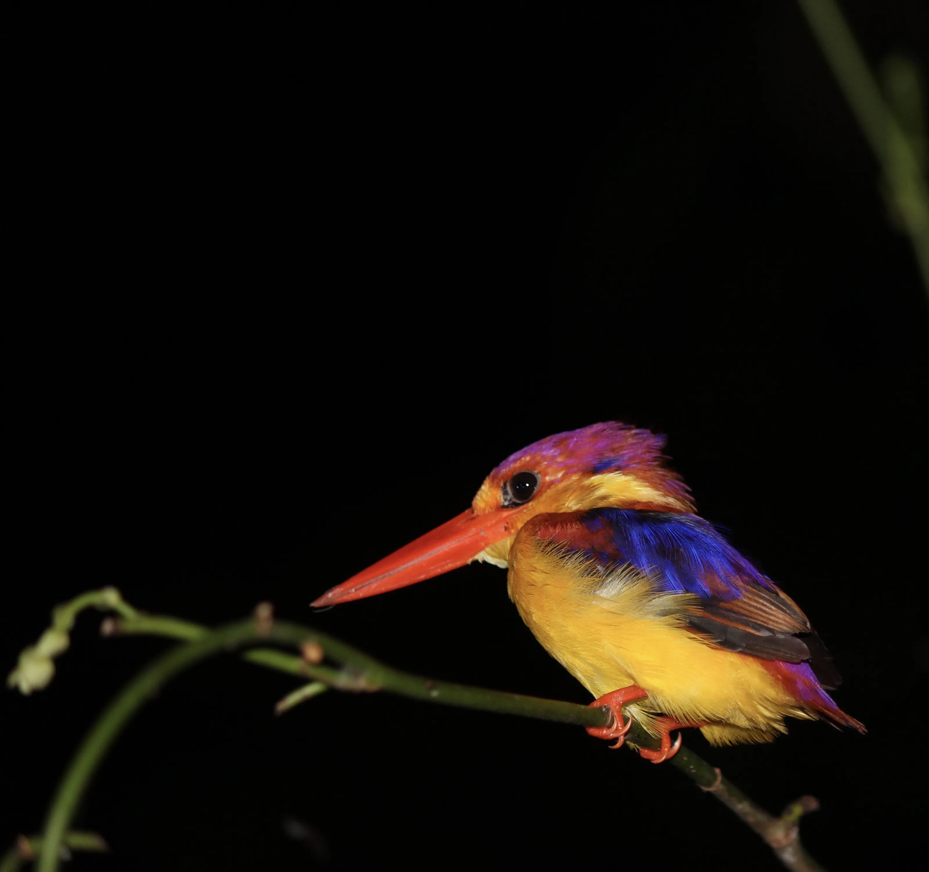 Kingfisher