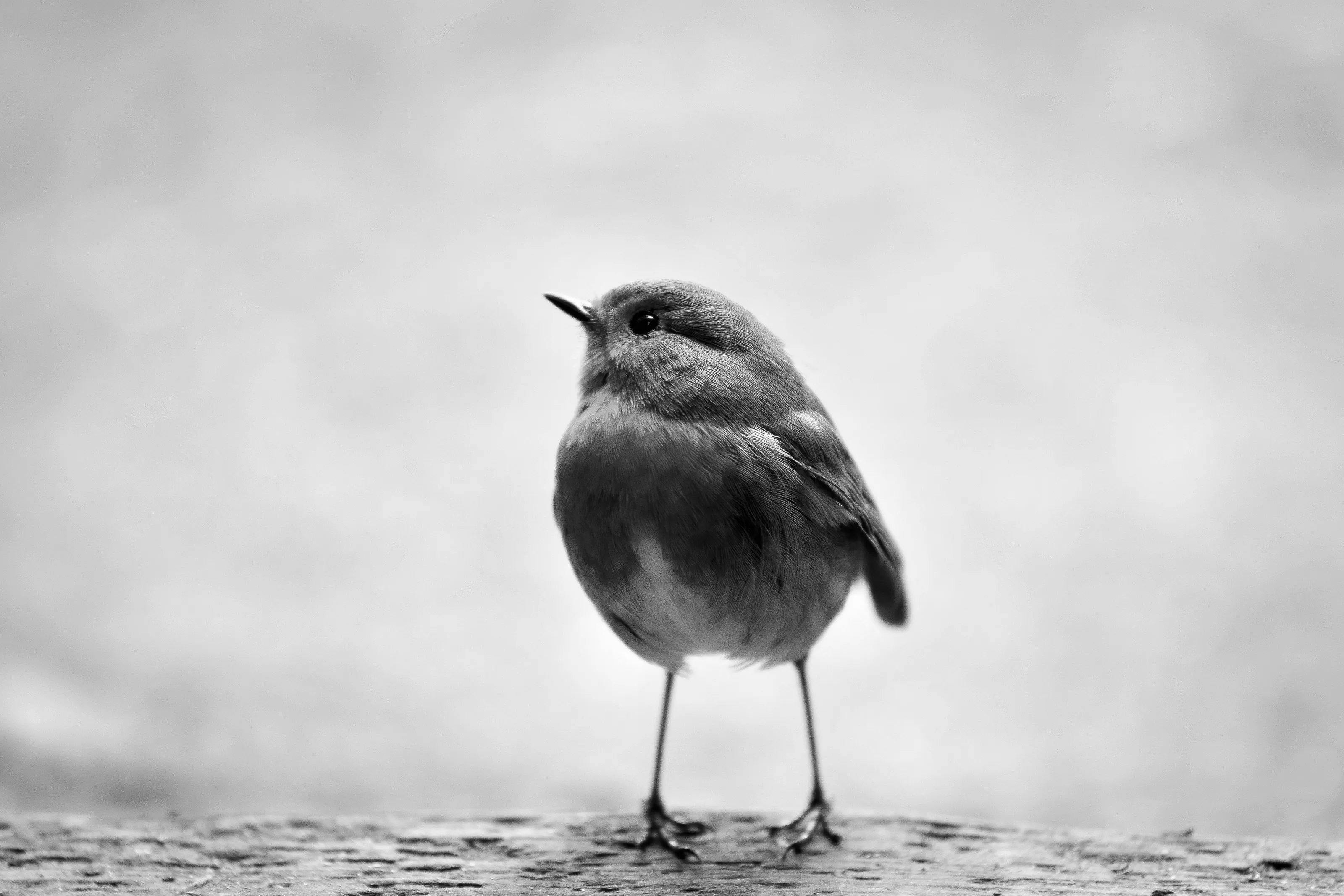 Robin