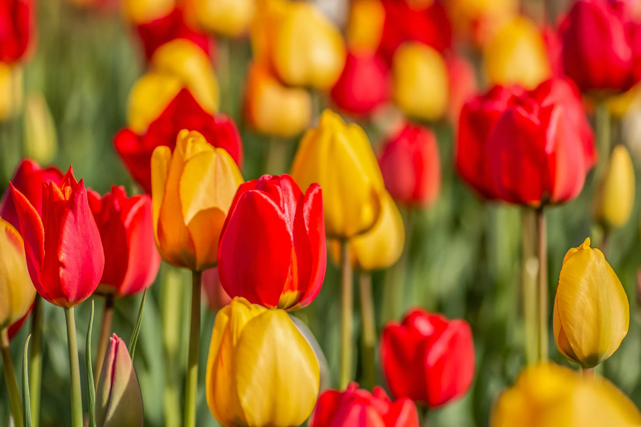 Tulips