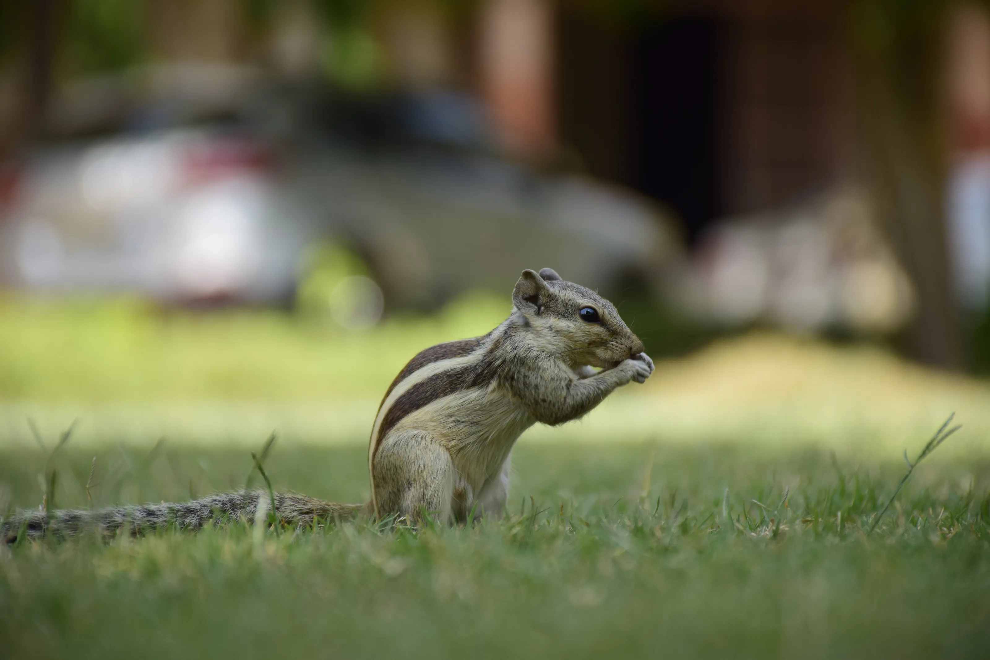 Indian Palm Squirrel