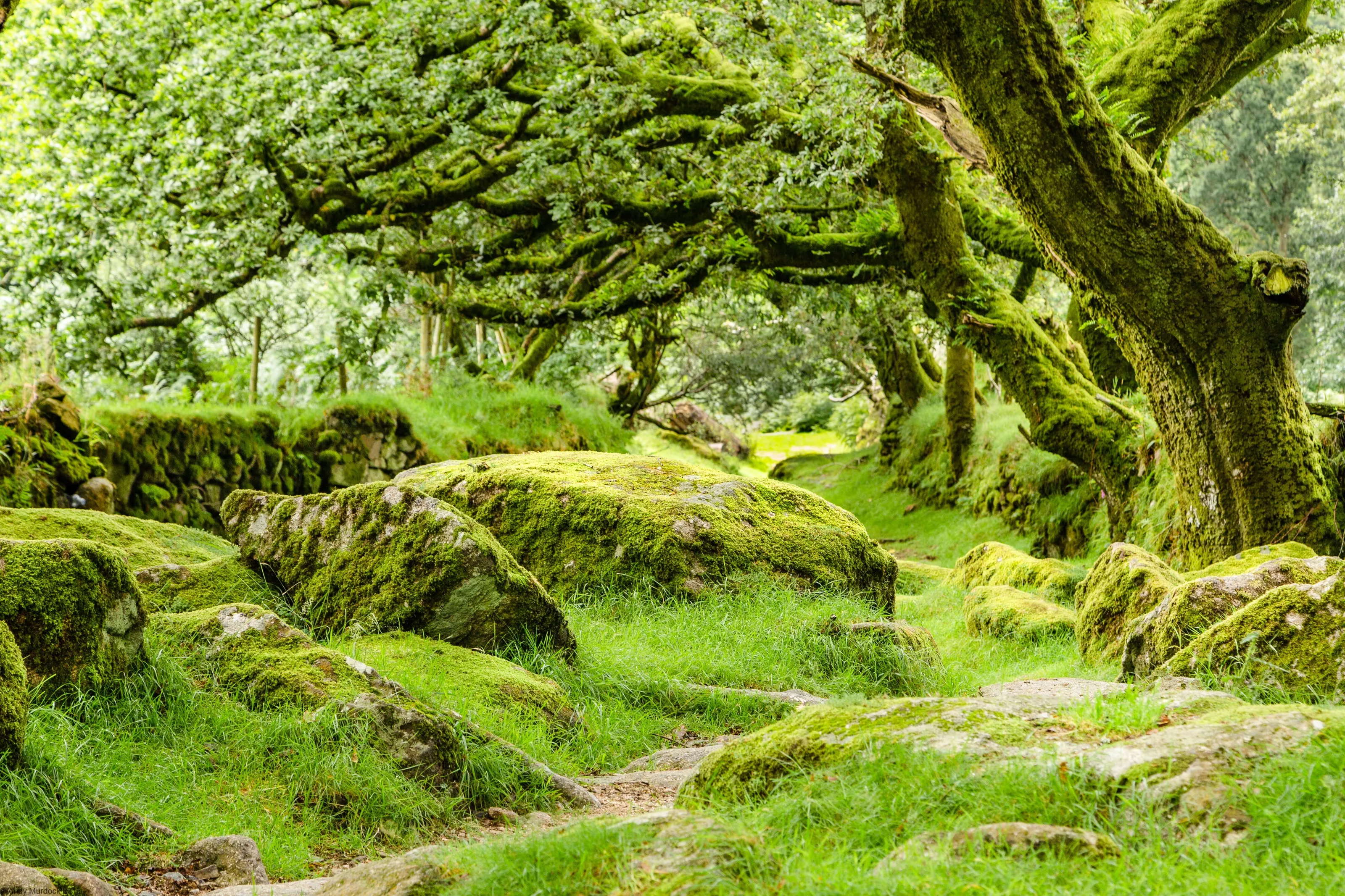 Dartmoor Greenway
