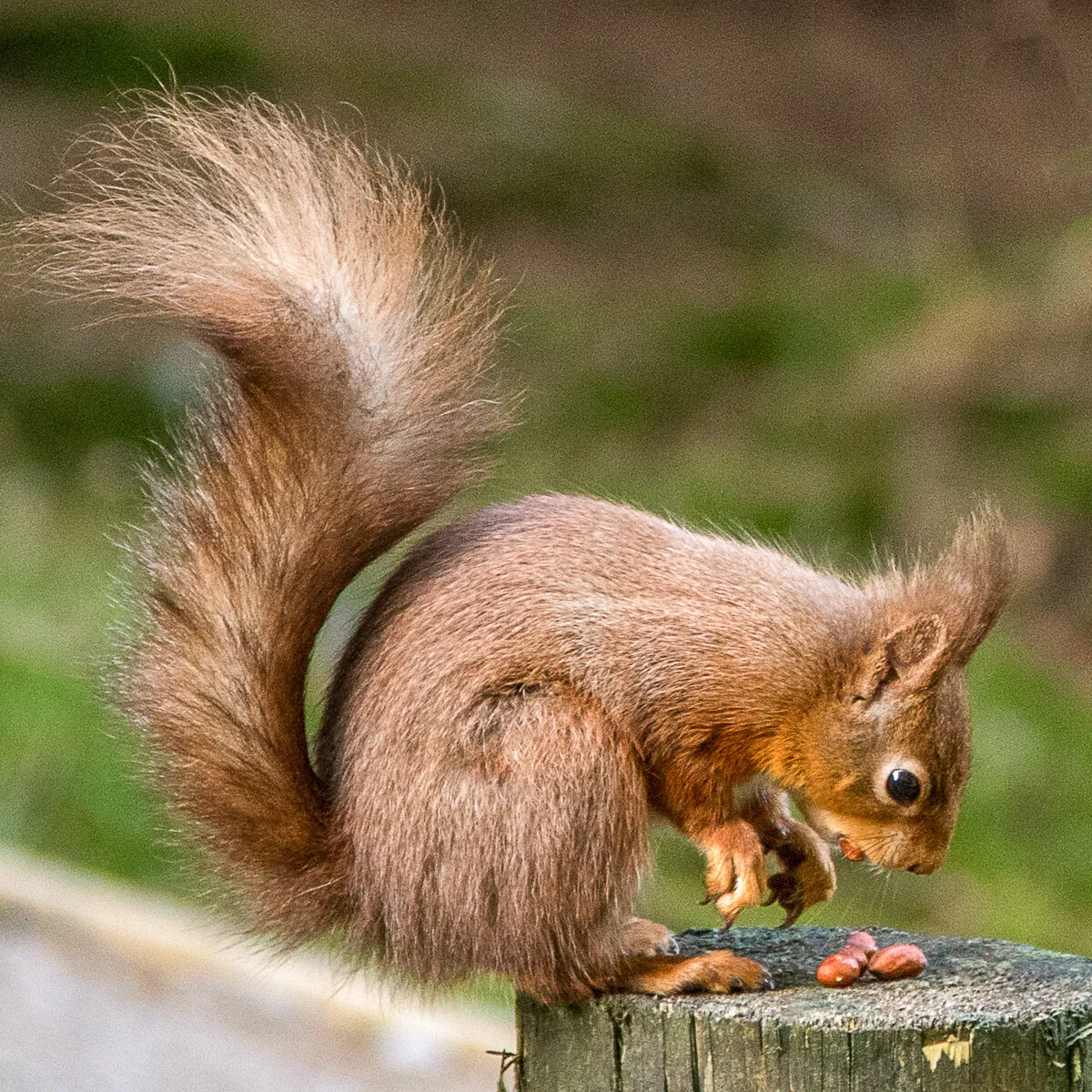 My nuts