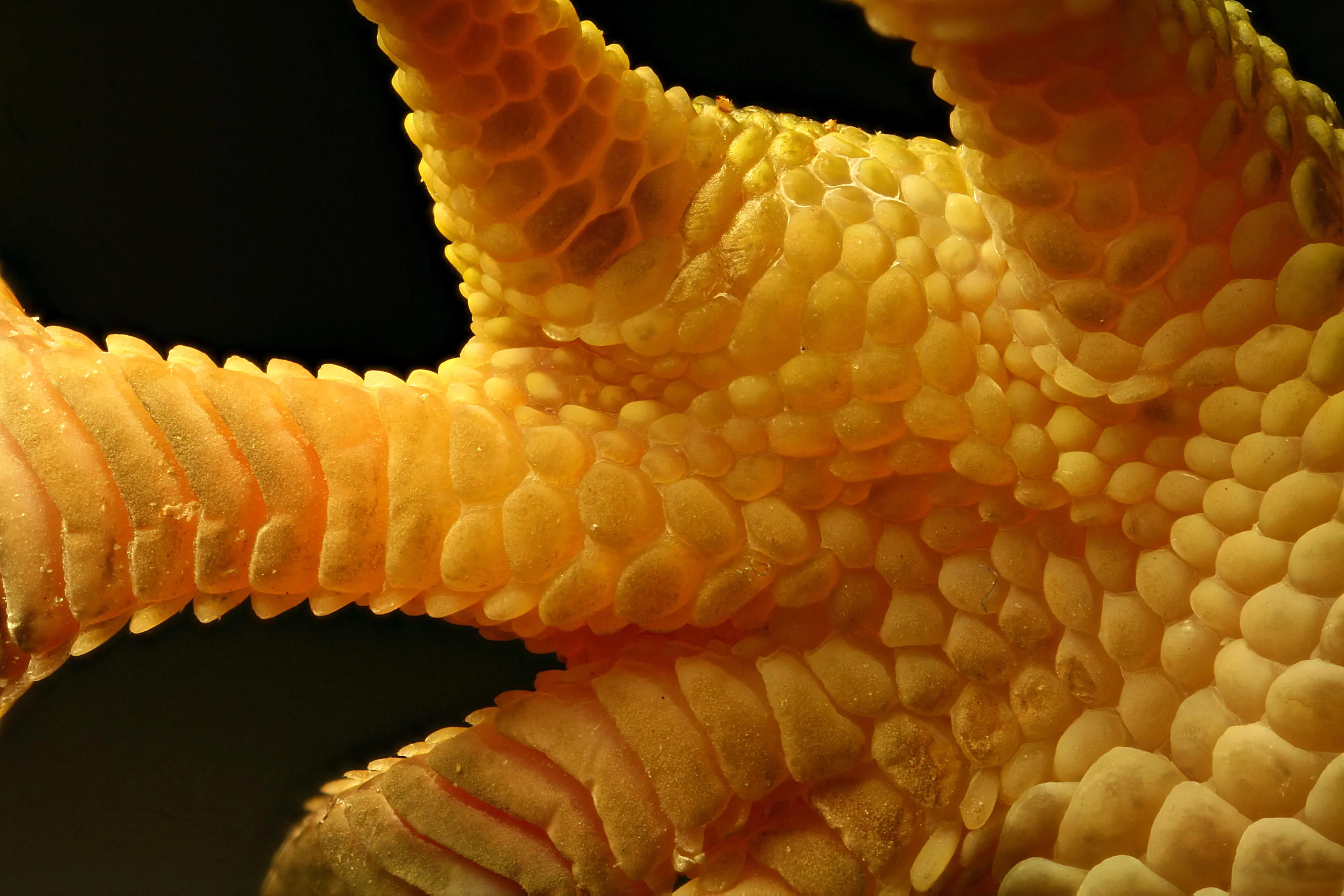 Gecko