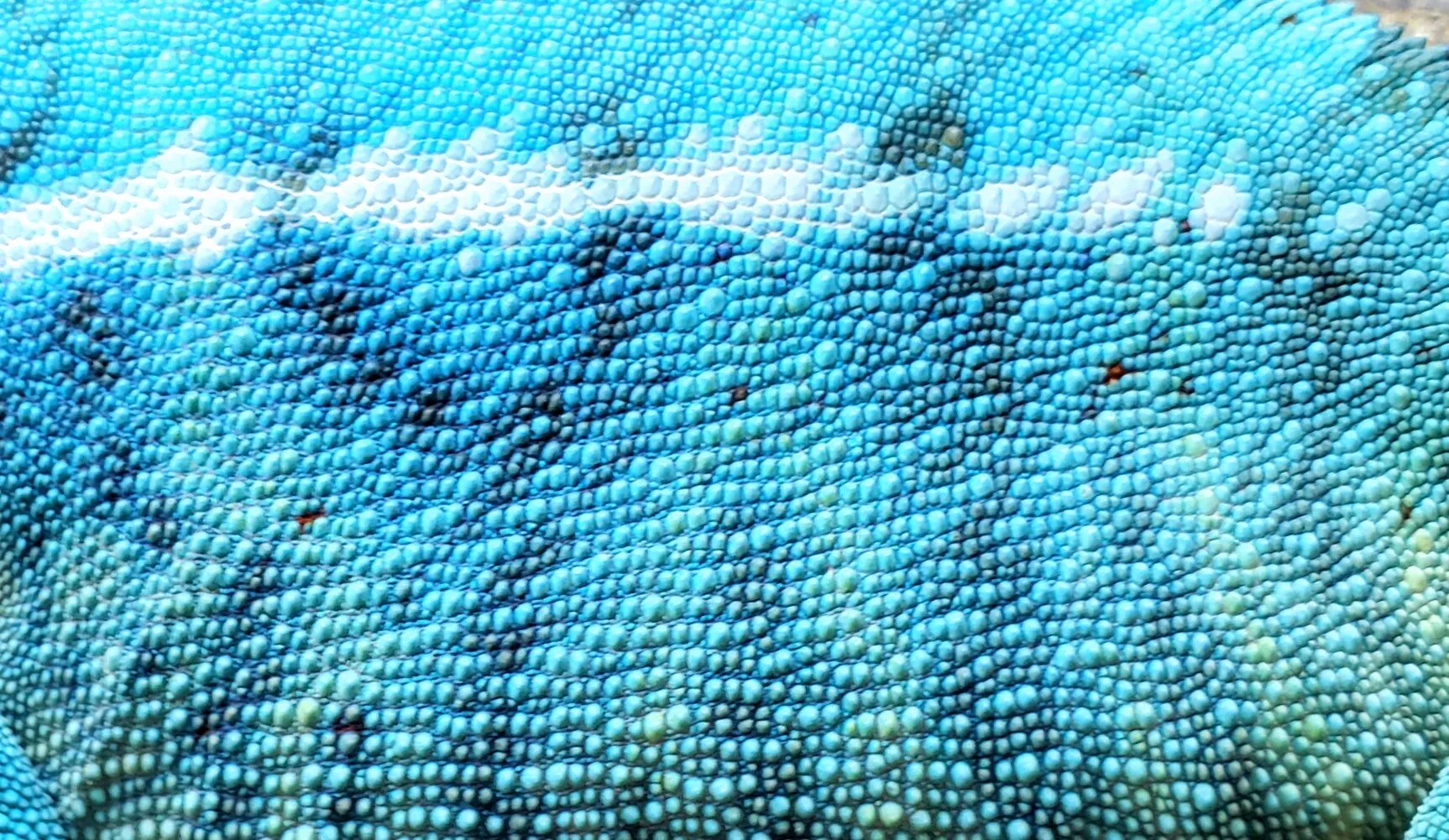 Cielo, a Panther Chameleon originated from the Nosey Be region of Madagascar