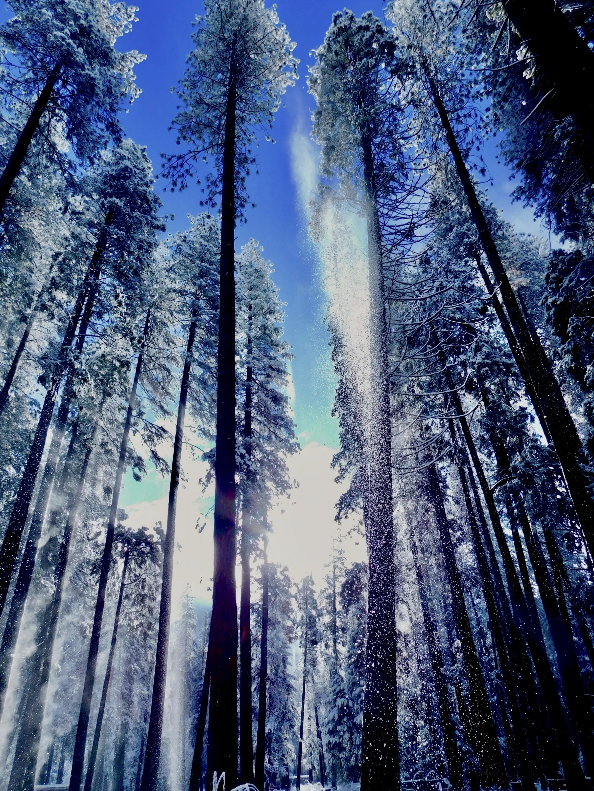 Steaming Trees