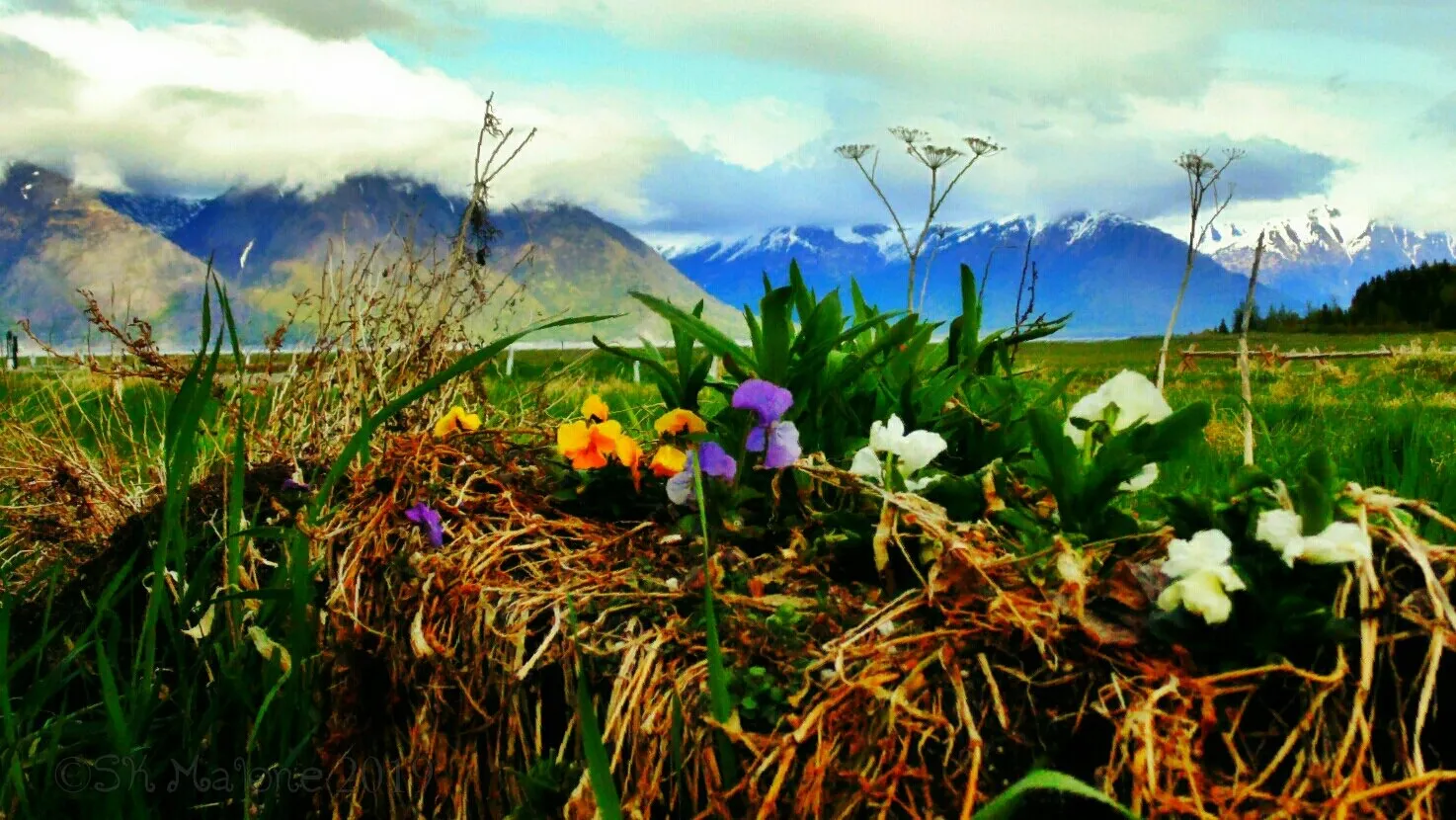 Wildflowers With a View