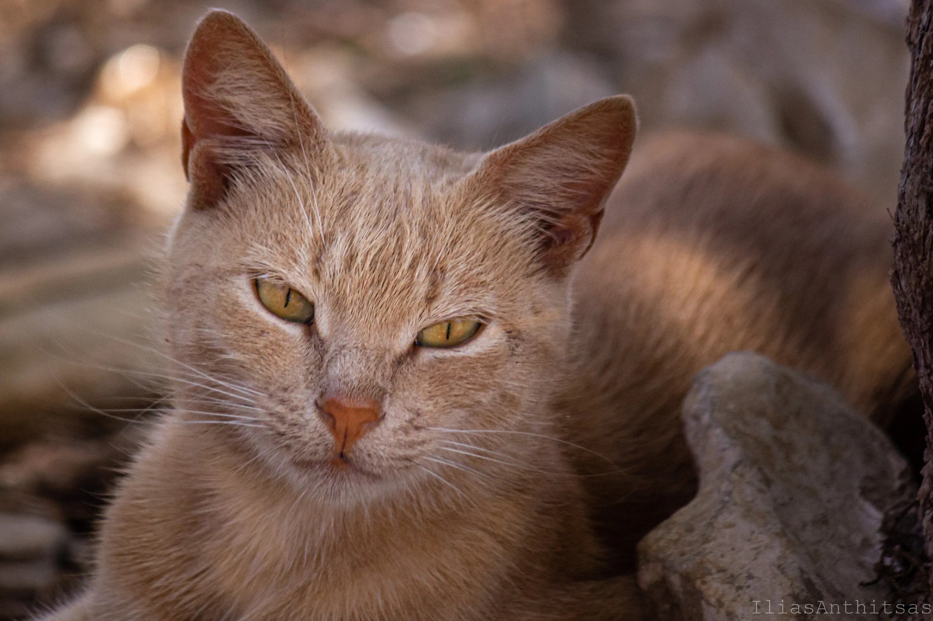 a cat