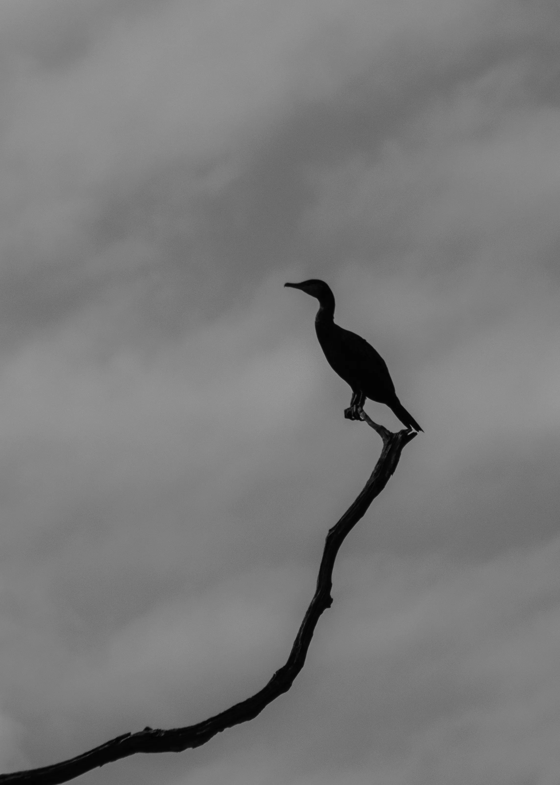 Cormorant river from warhead dorset UK