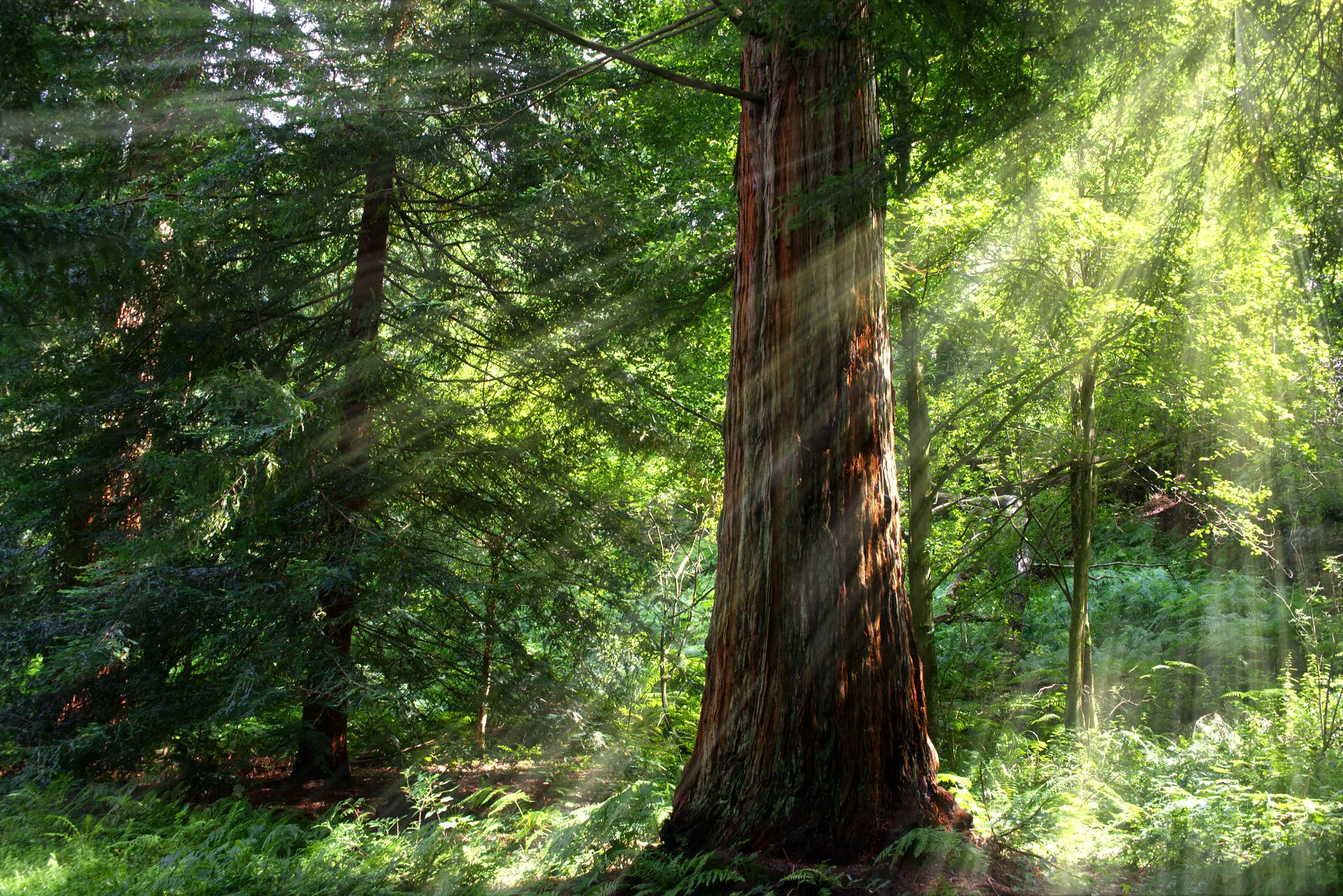 Sunlight though the trees