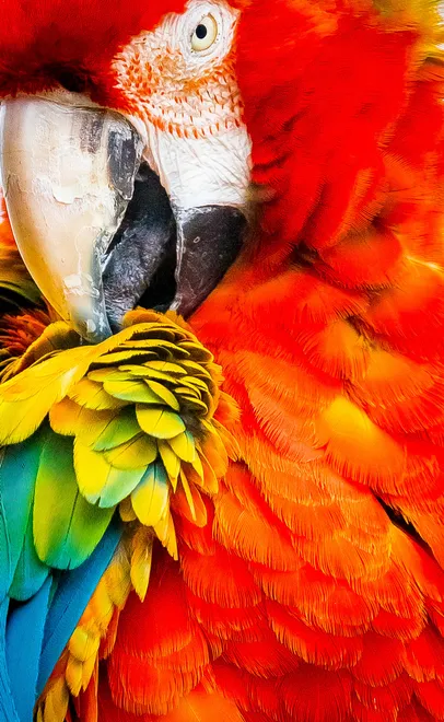 Macaw Feathers
