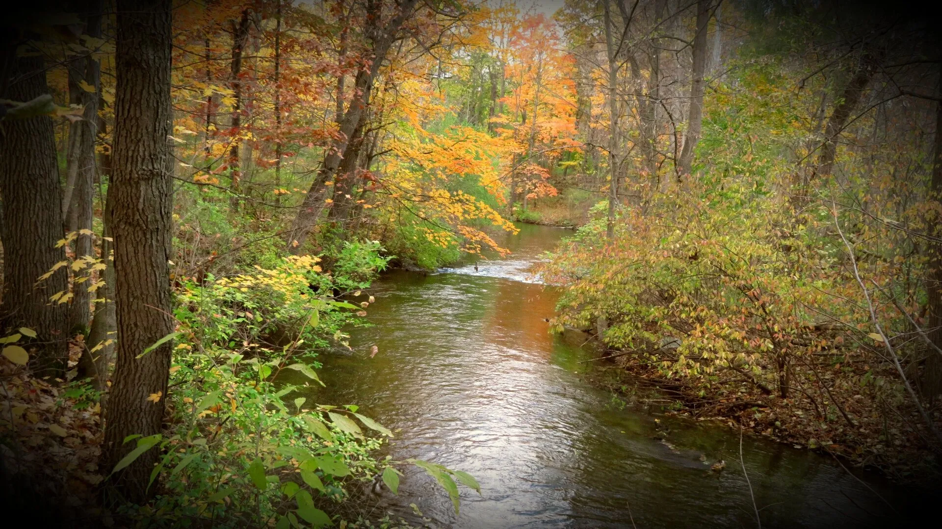 Vignette in the fall
