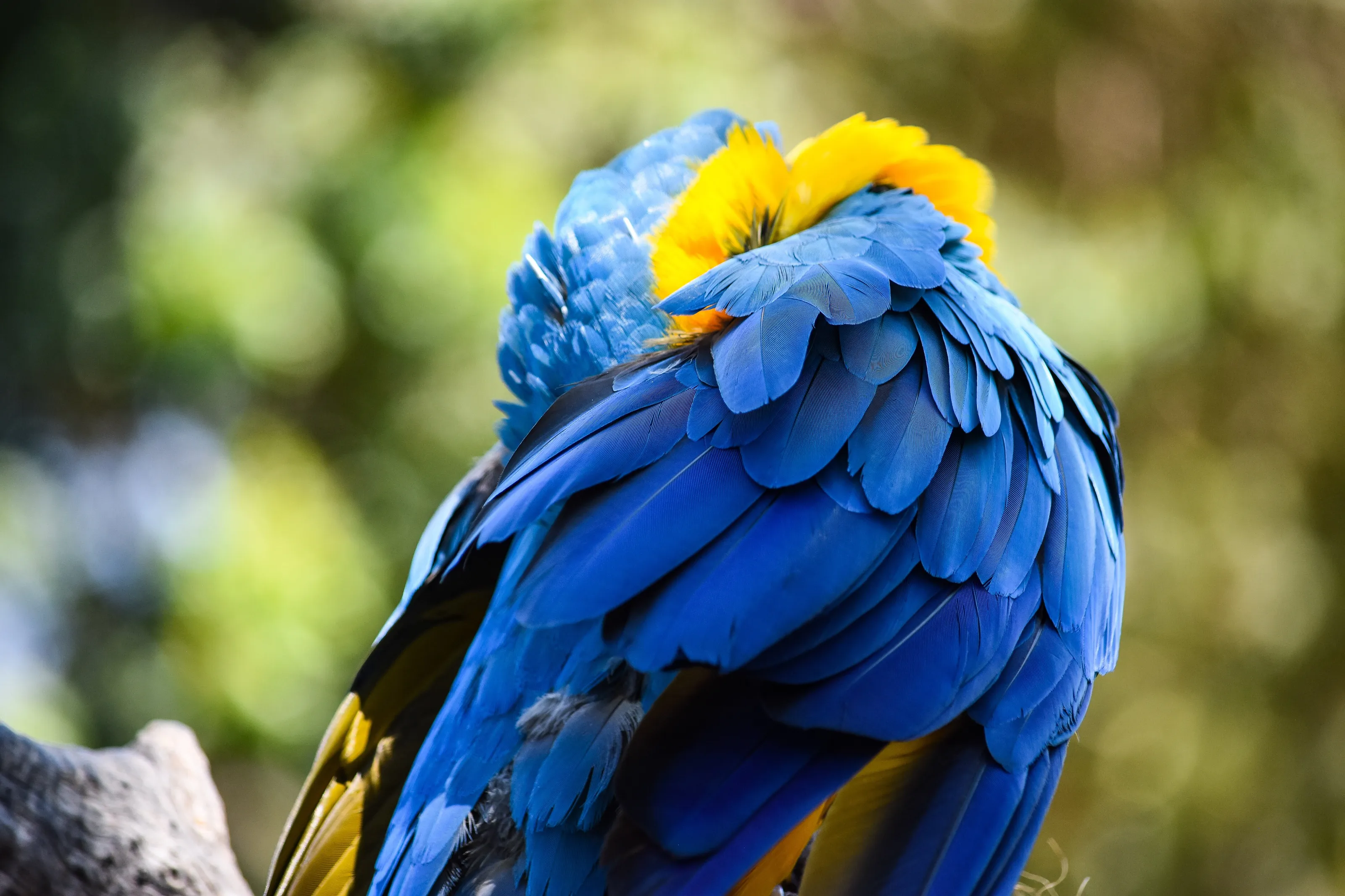 Macaw in paradise