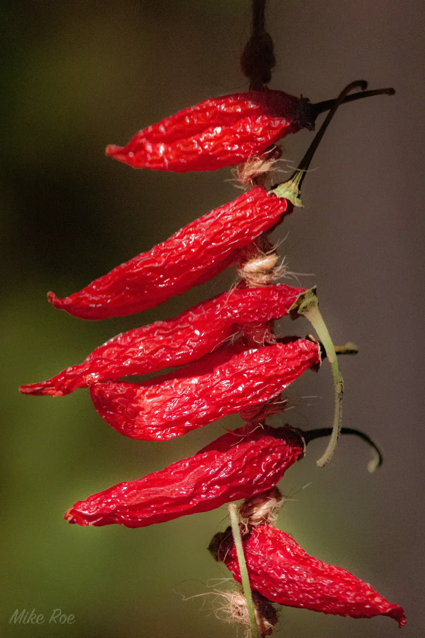 Entry 5536630