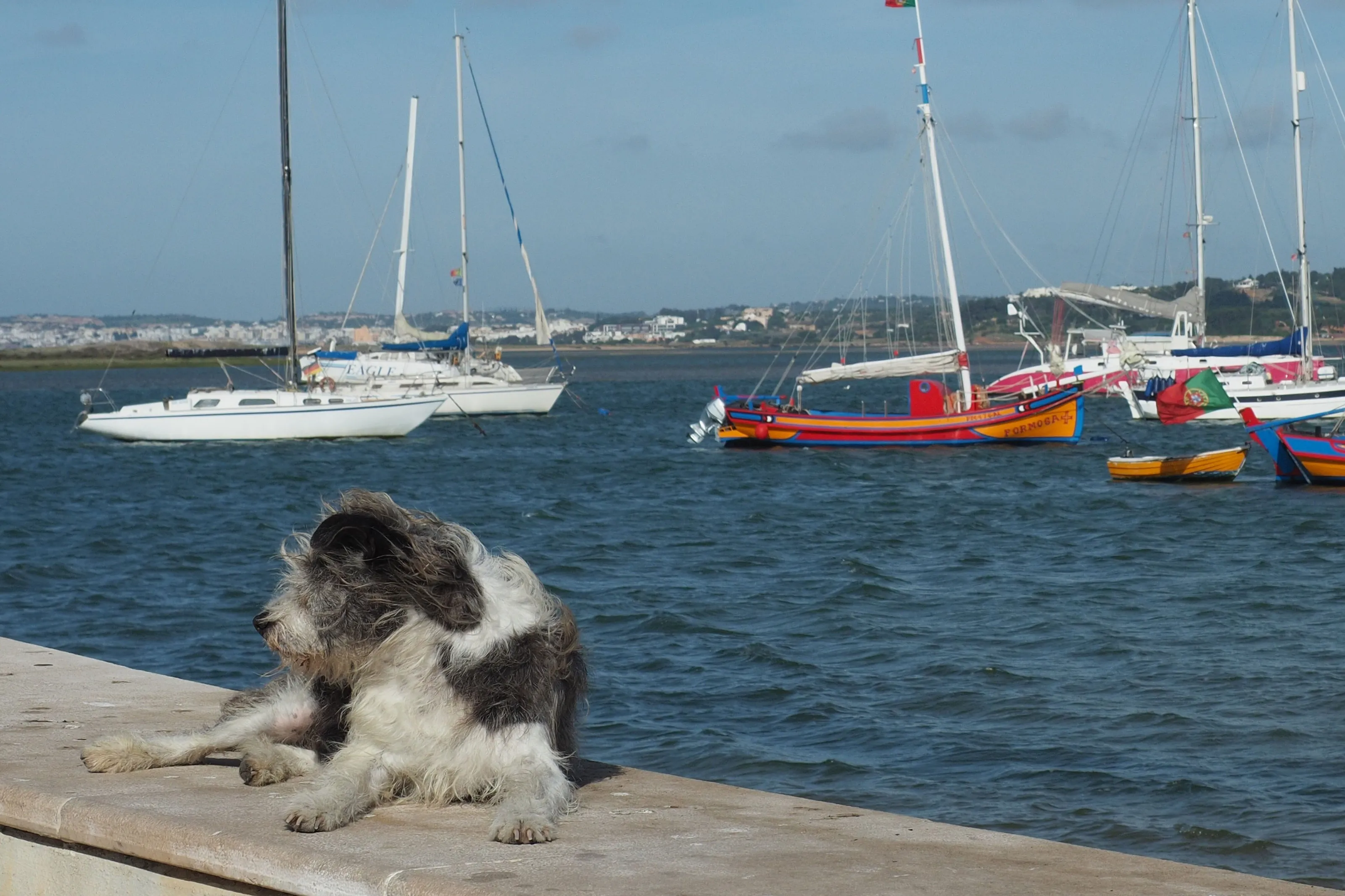 Harbour dog