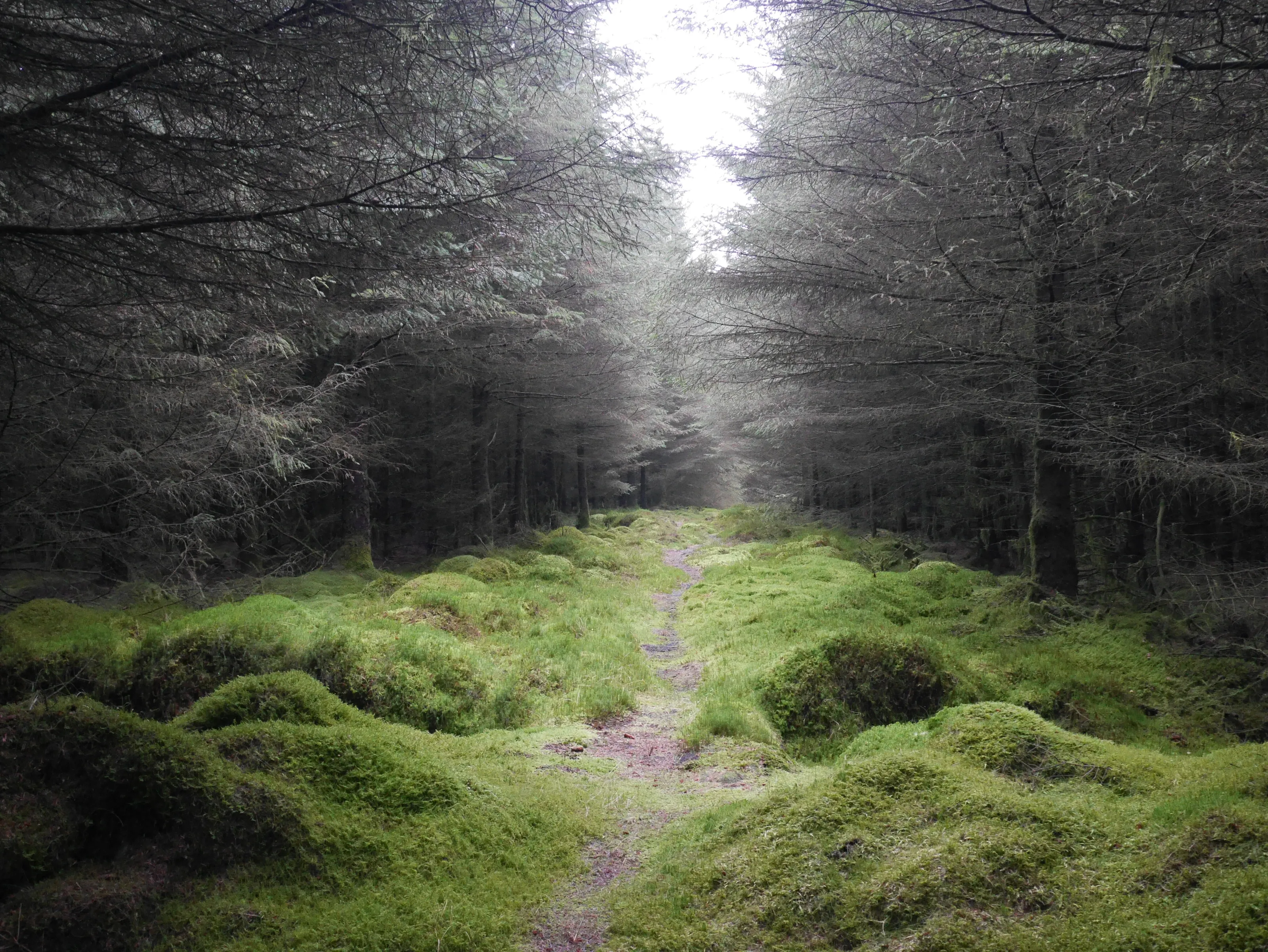 Forest Path
