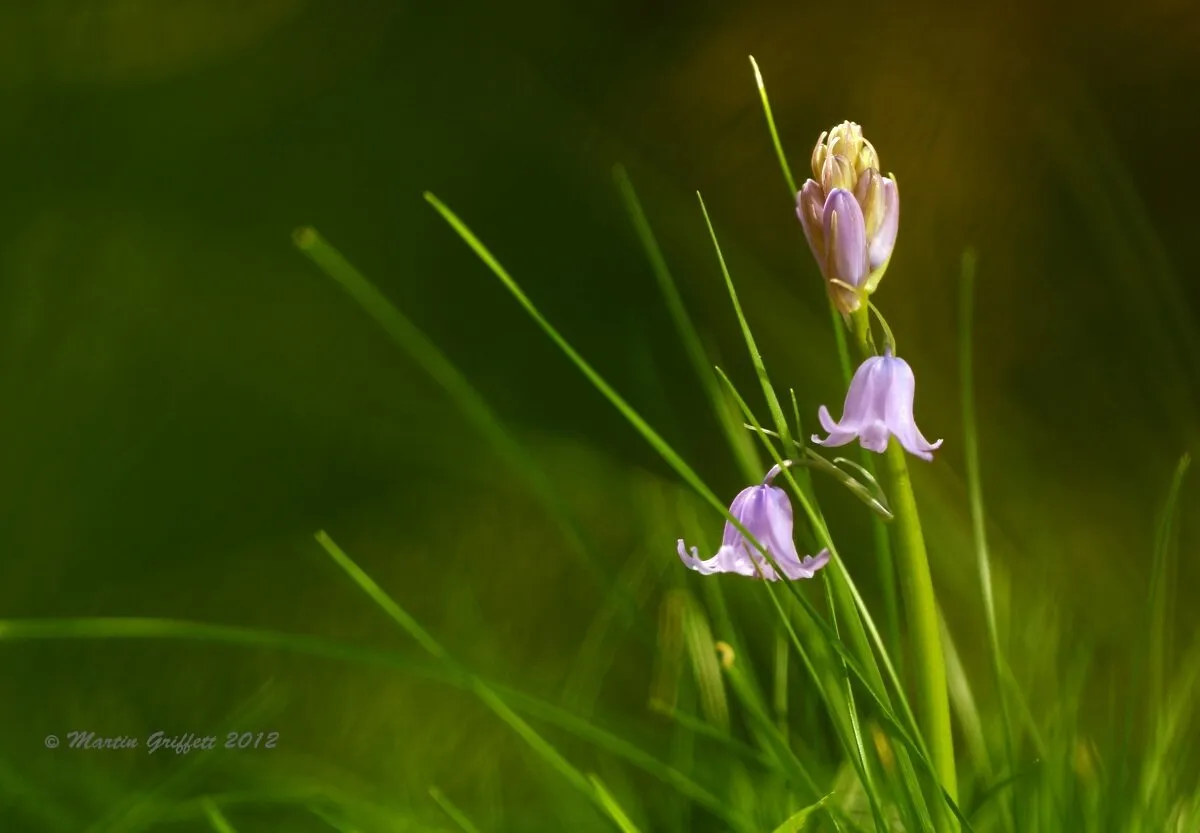 The first bluebells