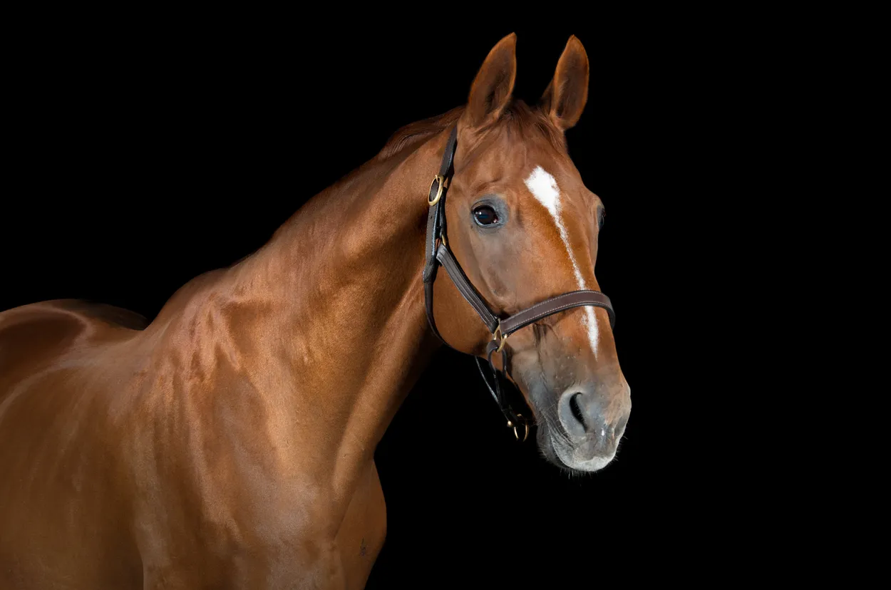 Entry 5562729