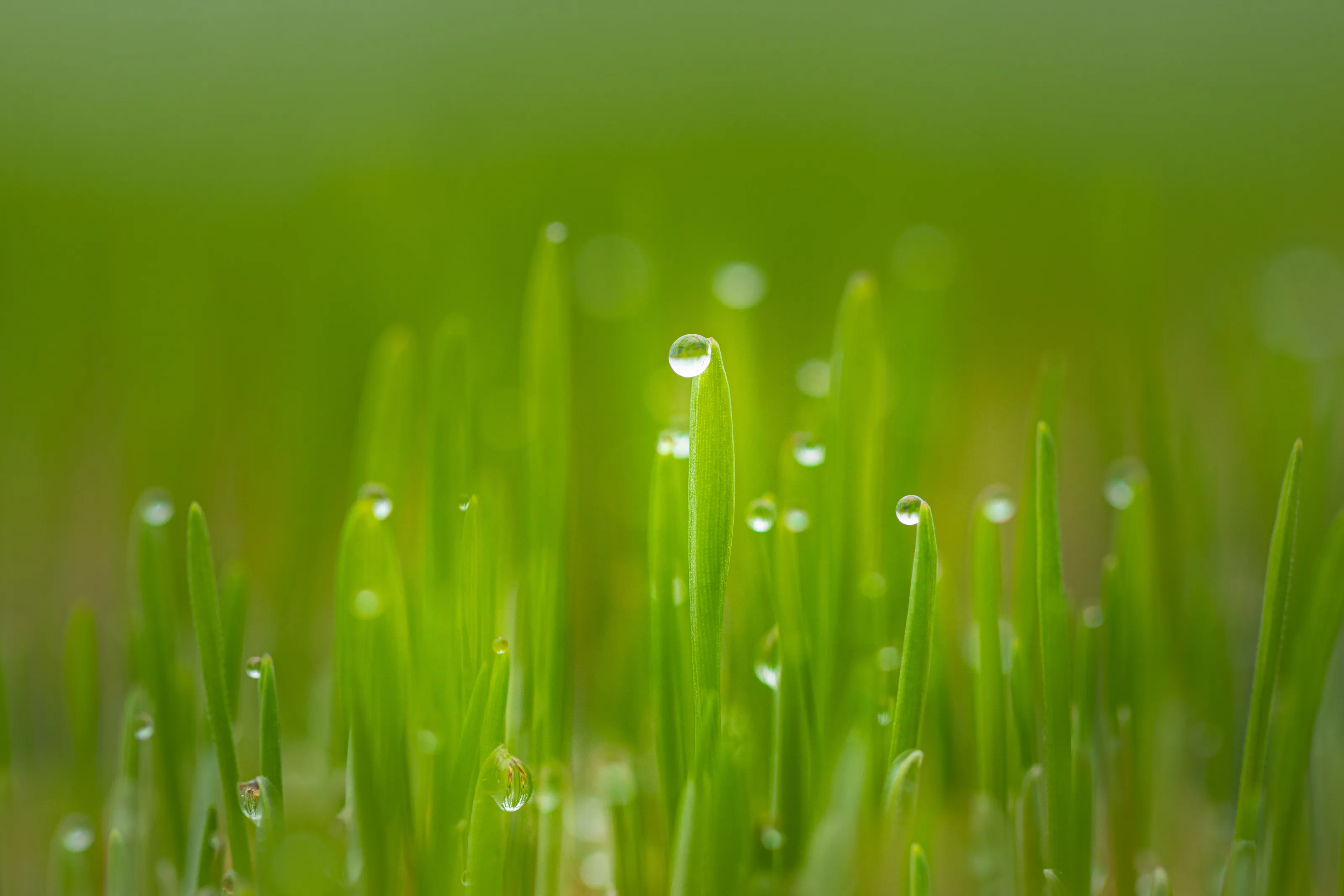 Grass low down