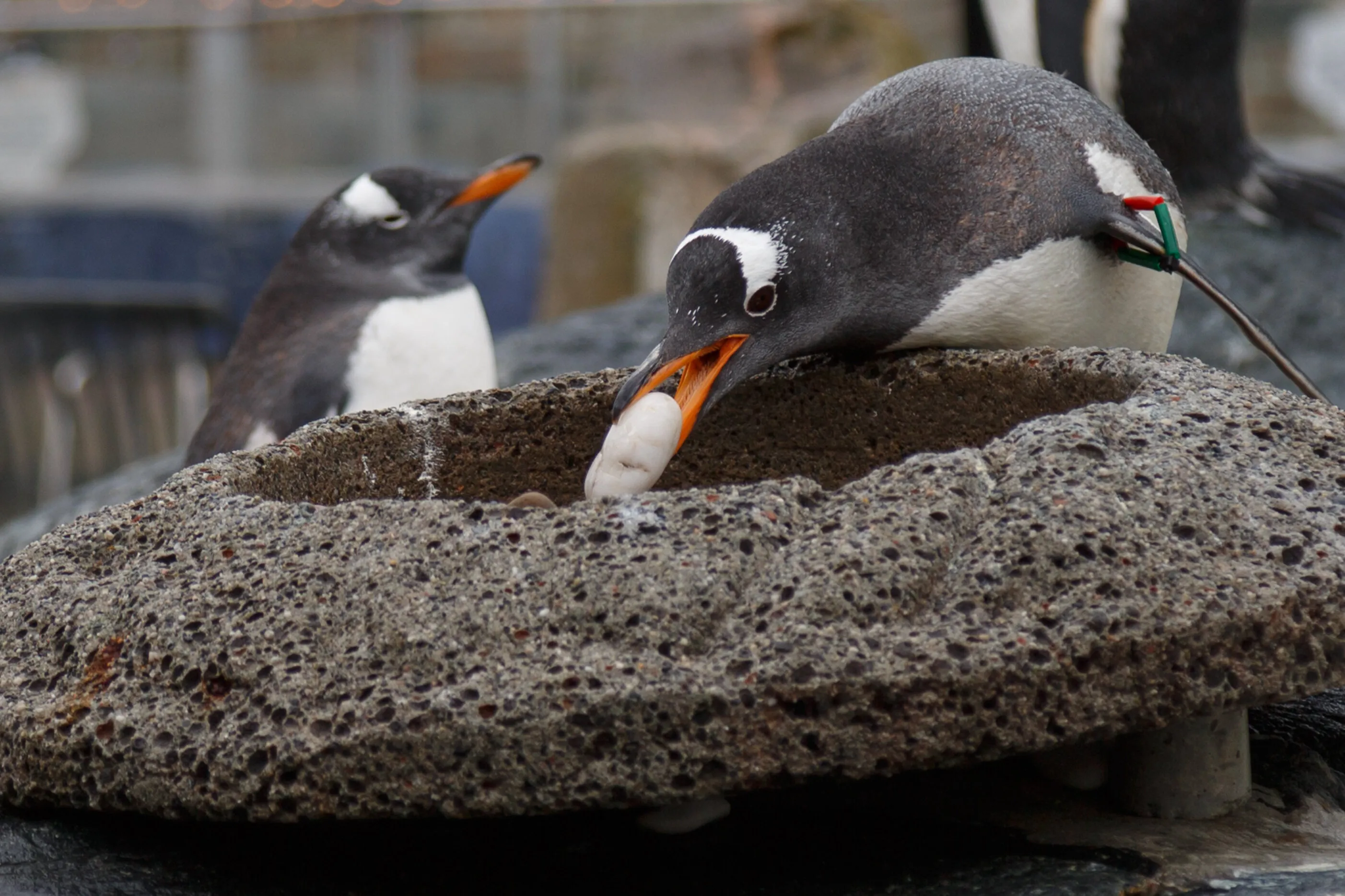 Gentoo Pebble Stealing