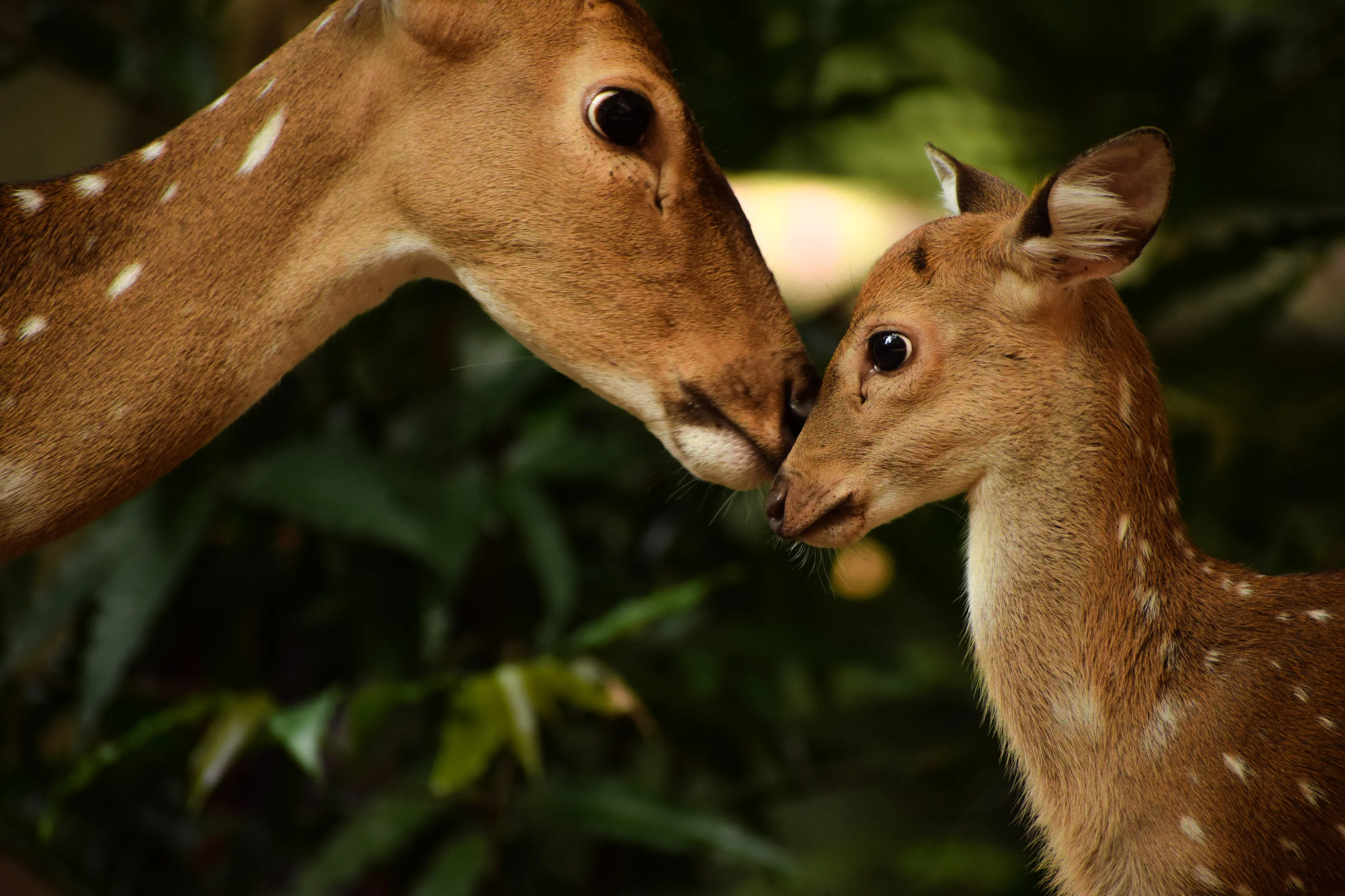 A lovable deers