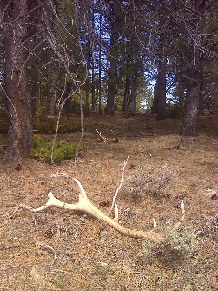 elk shed